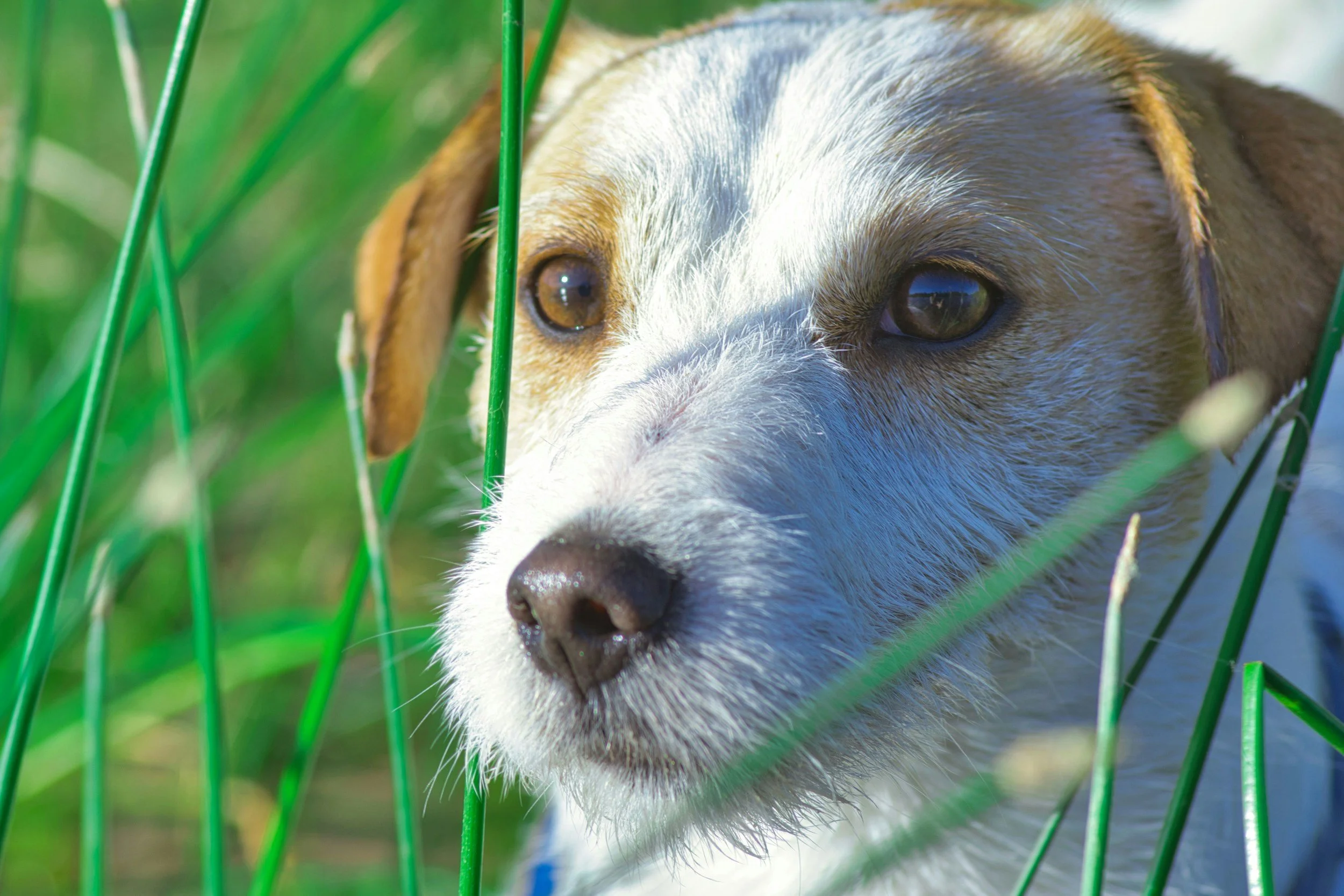 🌿Why Do Dogs Eat Grass? Understanding This Common Dog Behavior