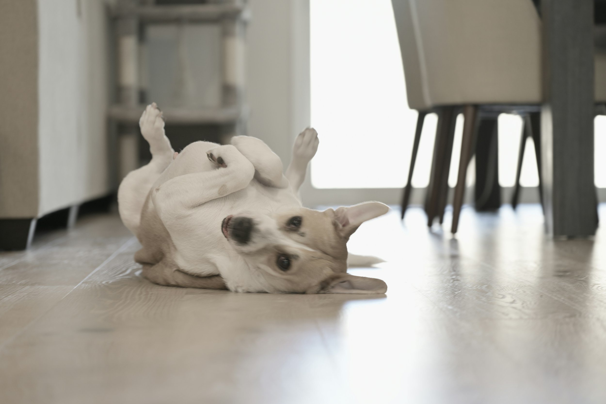 Why Boarding Facilities Require Vaccines — And How to Prepare Your Dog for Their Stay