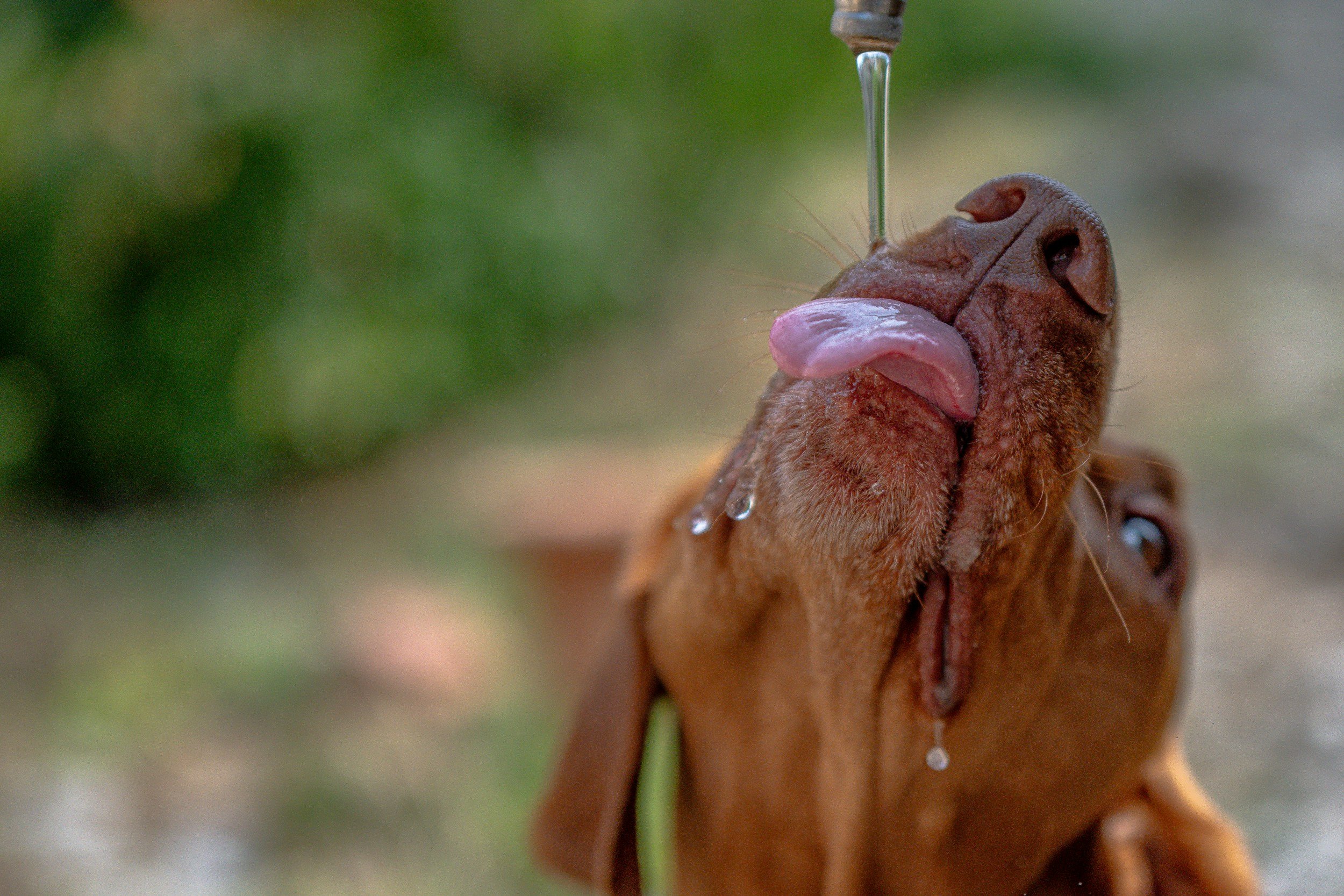 Summer Heat Safety for Dogs: How to Protect Your Pet in Hot Weather