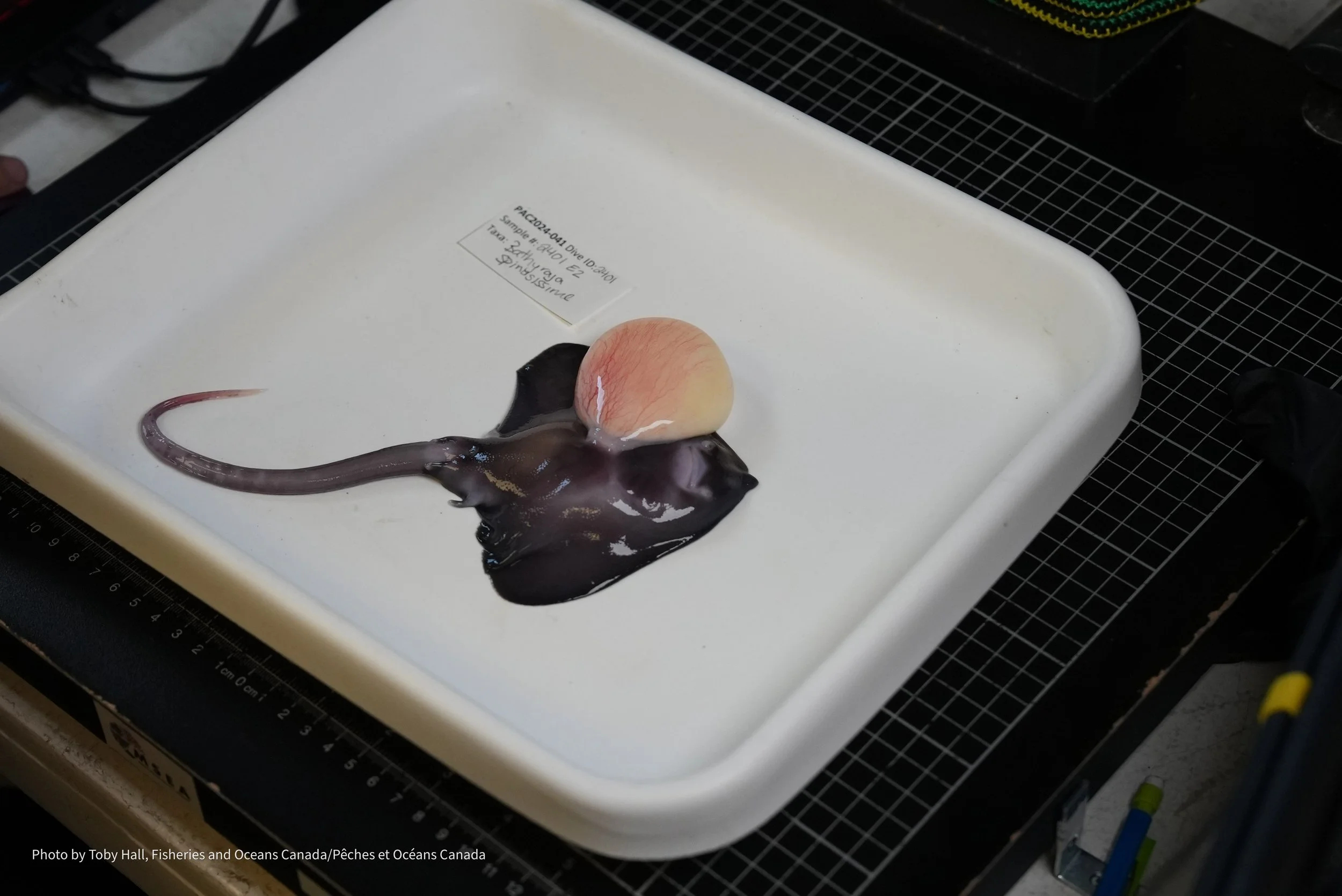 As the embryo develops the egg yolk gets absorbed and smaller.