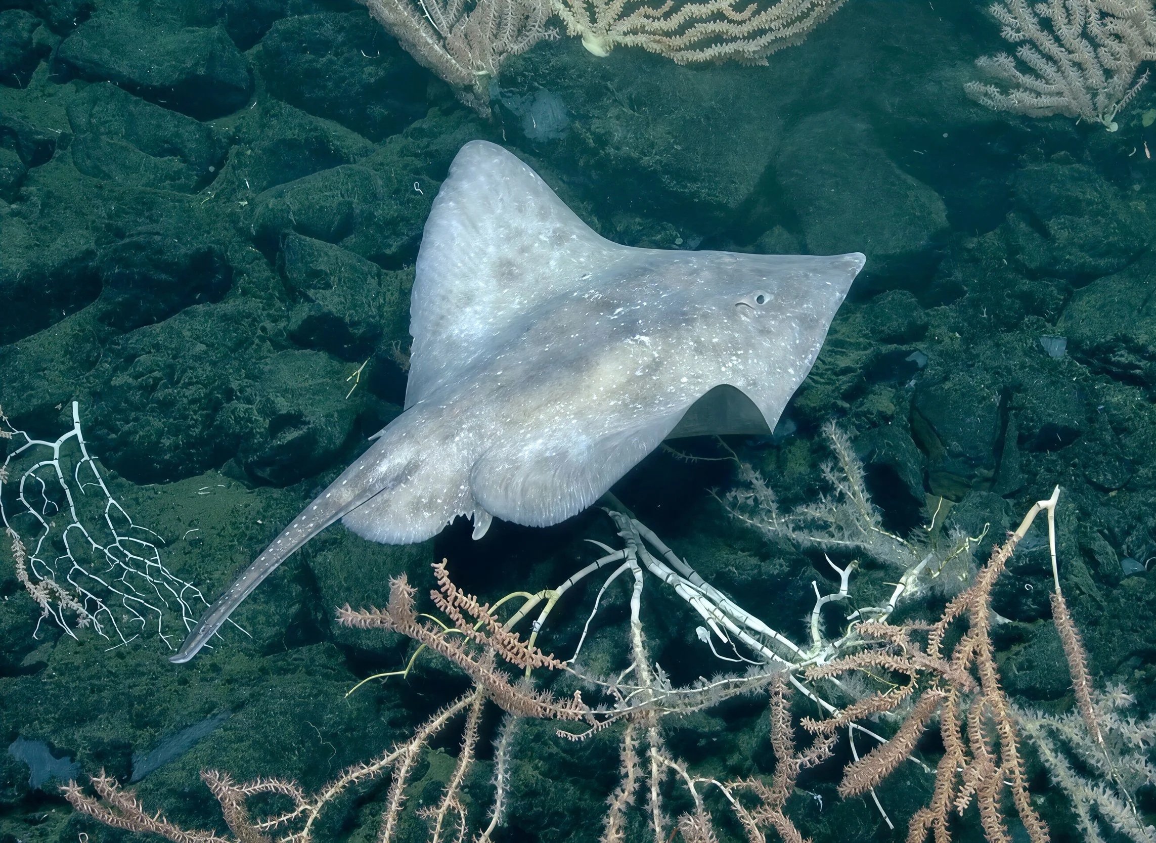 A grey mottle female Arctic Skate swims brushing just over the seafloor and coral on a seamount.