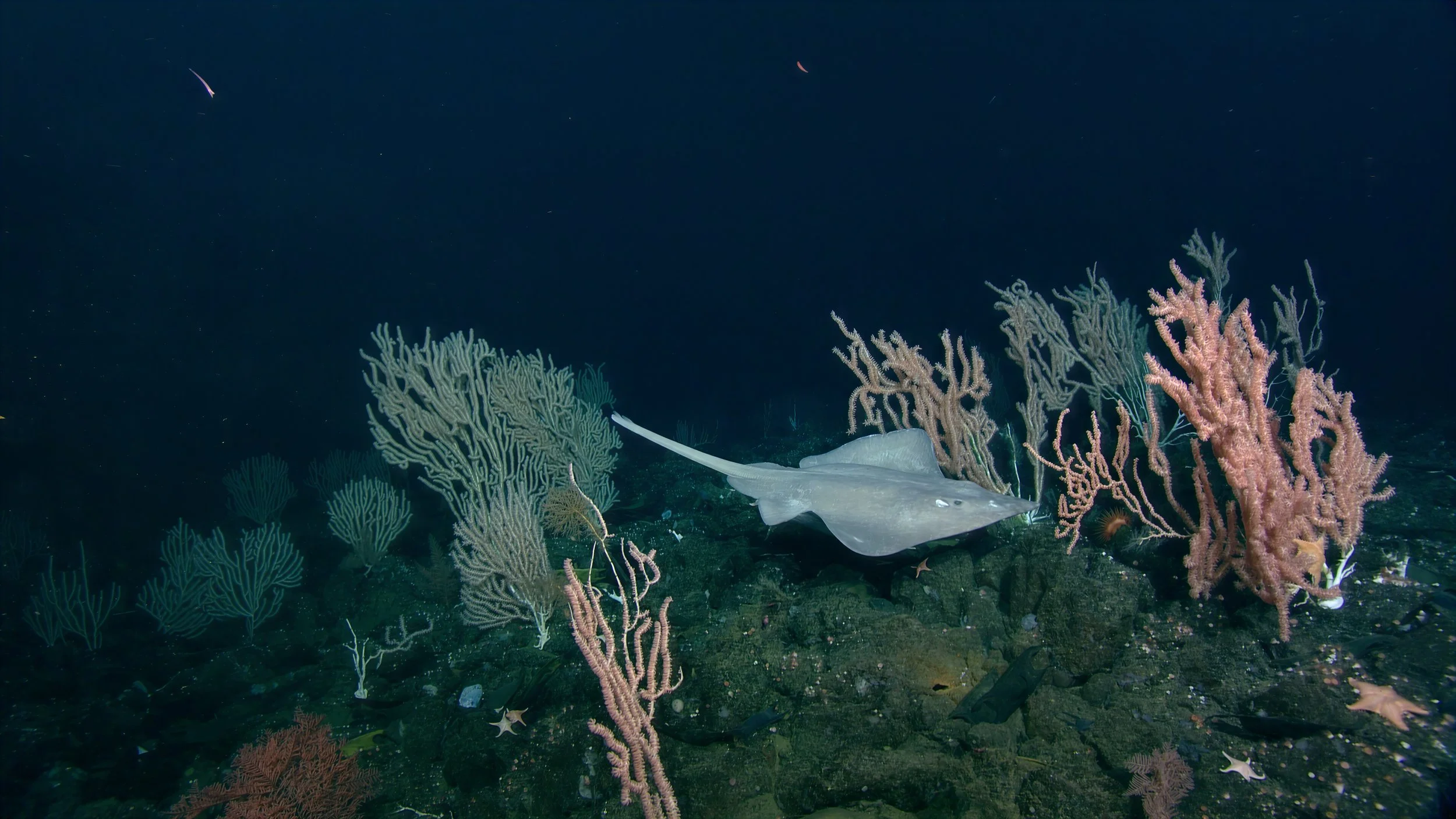 A female Pacific White Skate hovers between corals over a venting orifice on the summit of Ts’íidaa Seamount.