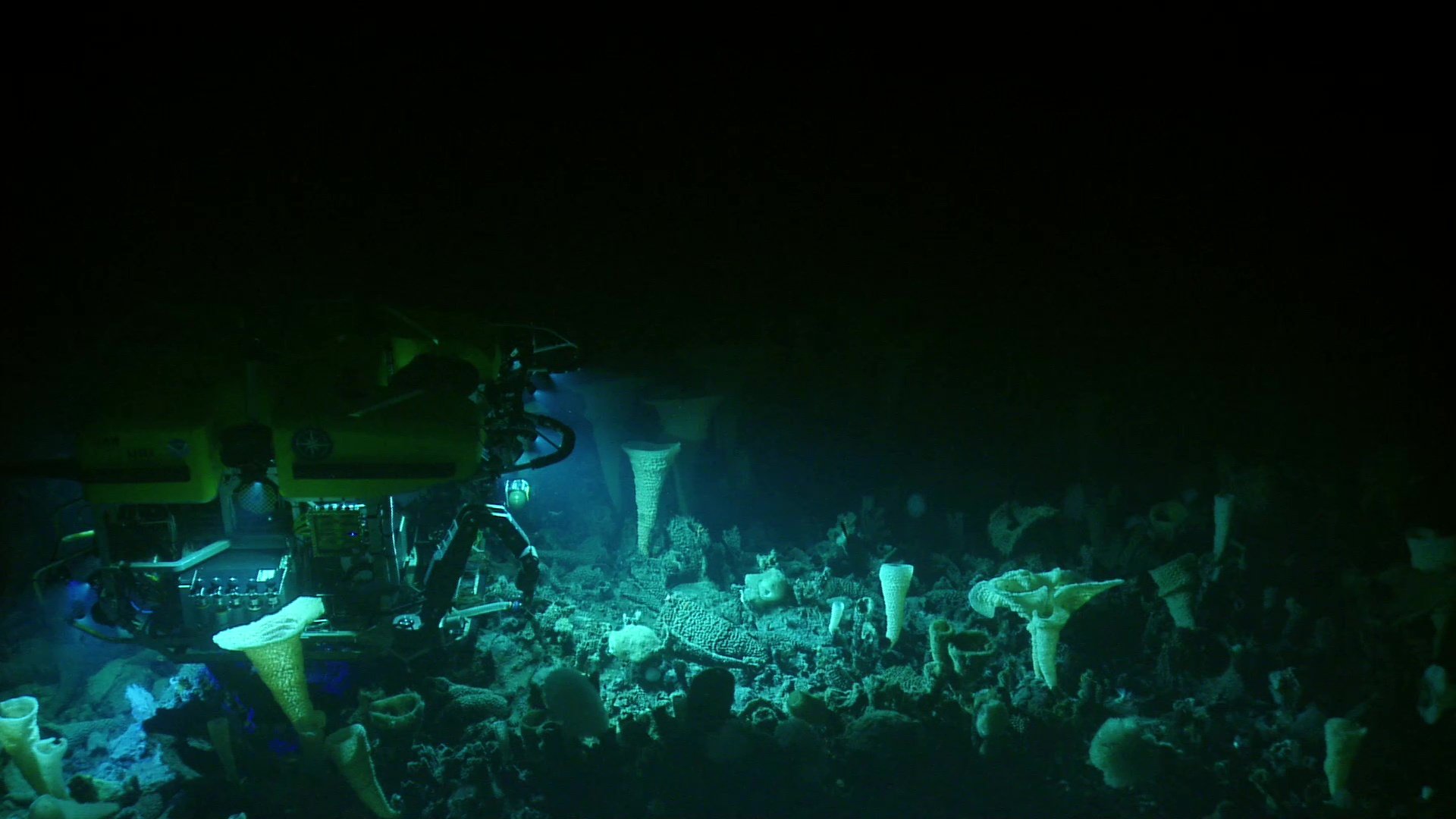A remotely operated vehicle sits among a glass sponge garden on the top of Explorer Seamount