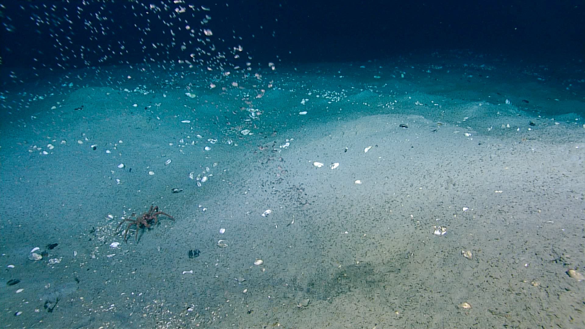 Cold Seeps