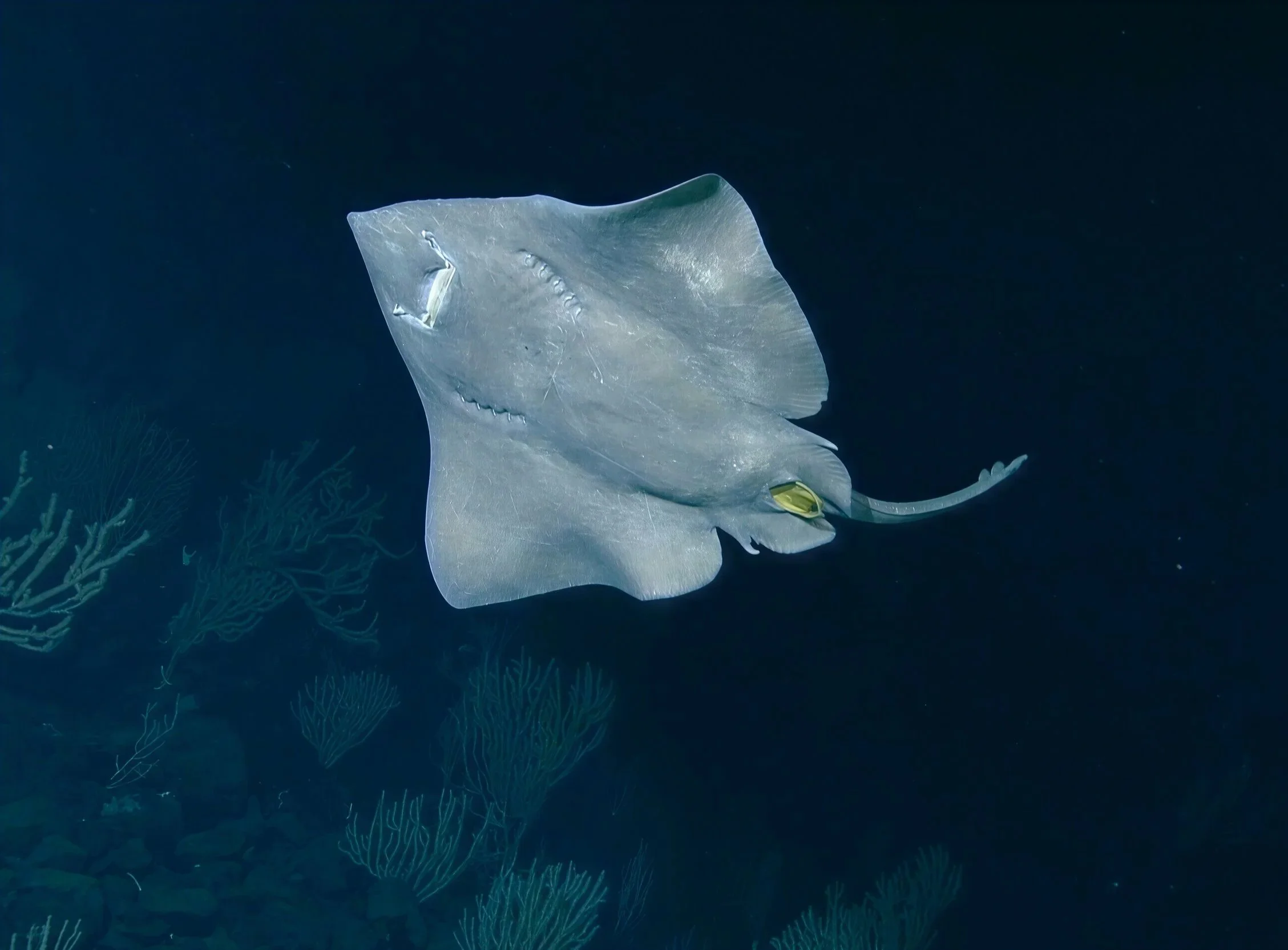 A large white female Pacific White Skate is centred in the frame swiming in the water column above corals on a seamount. Her underside is visible and bright yellow egg case is sticking out of her cloaca.