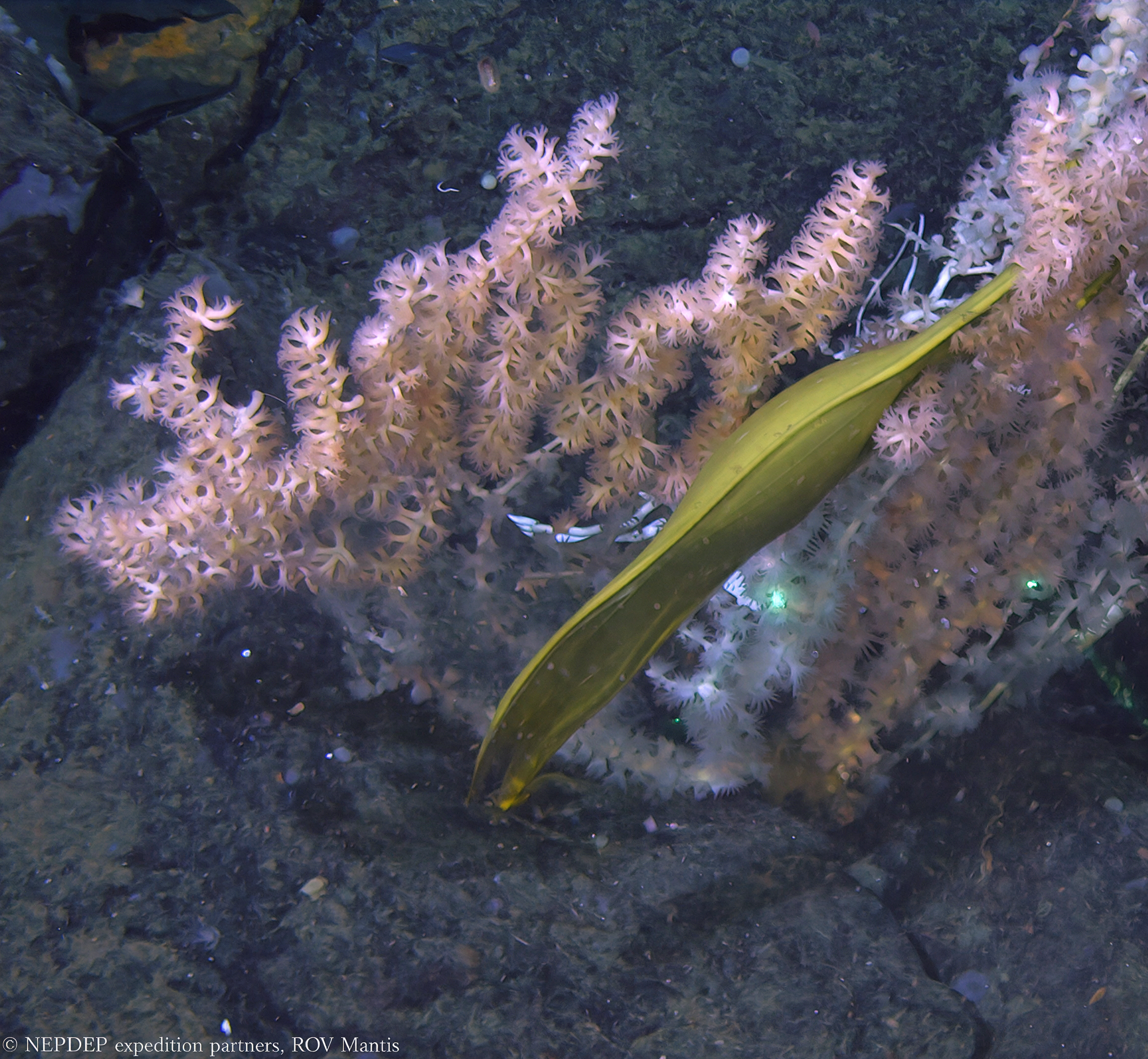 A golden Pacific White Skate eggs is stuck in a coral