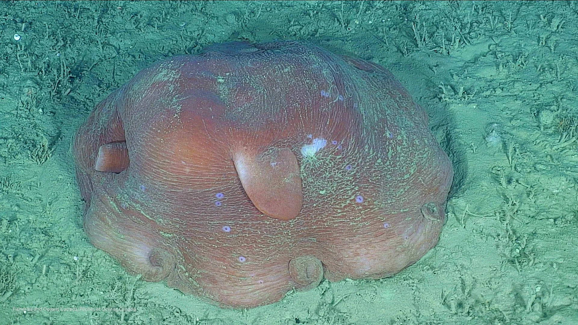 Flapjack Octopus