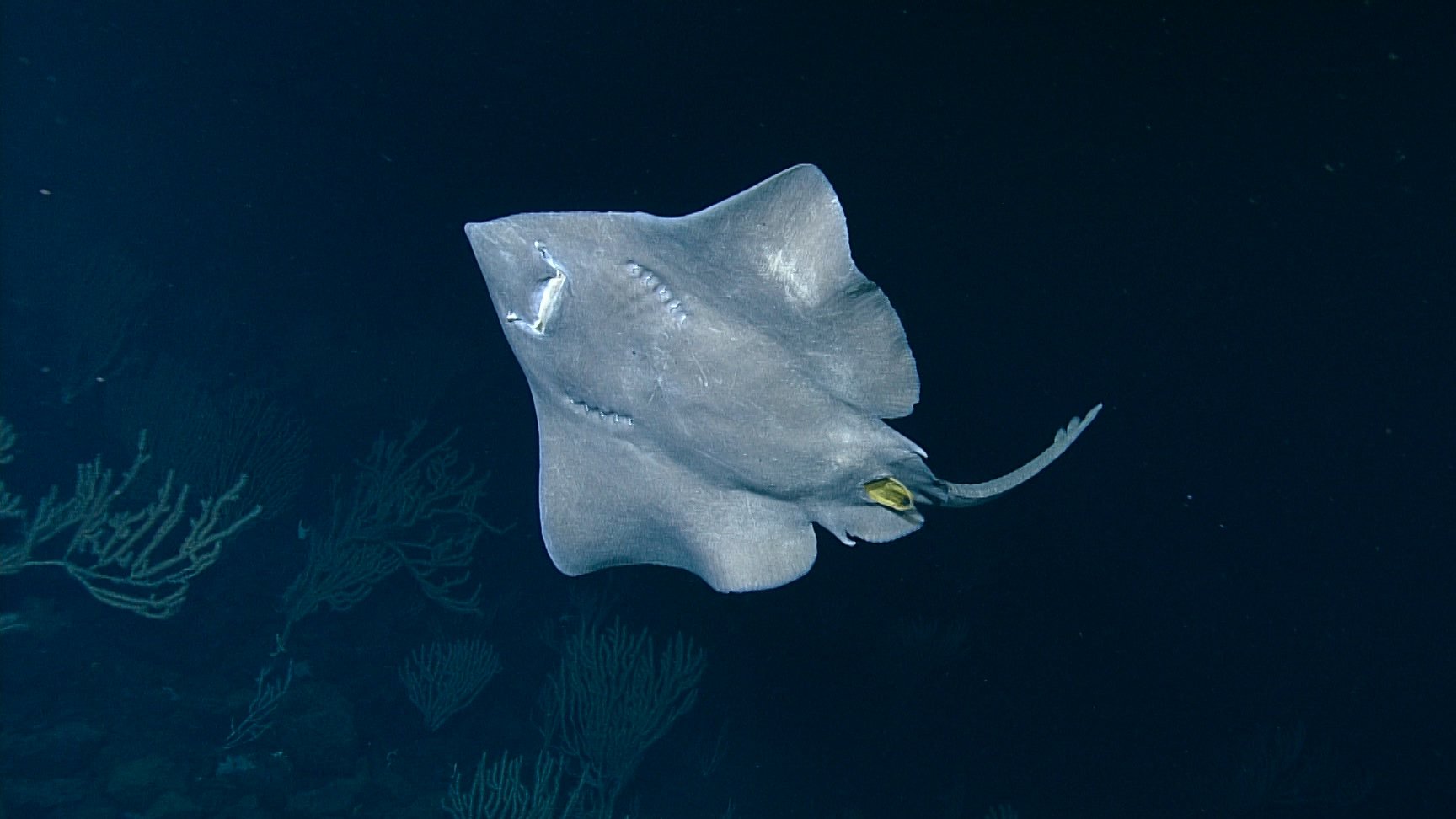 NEPDEP 58 Seamount