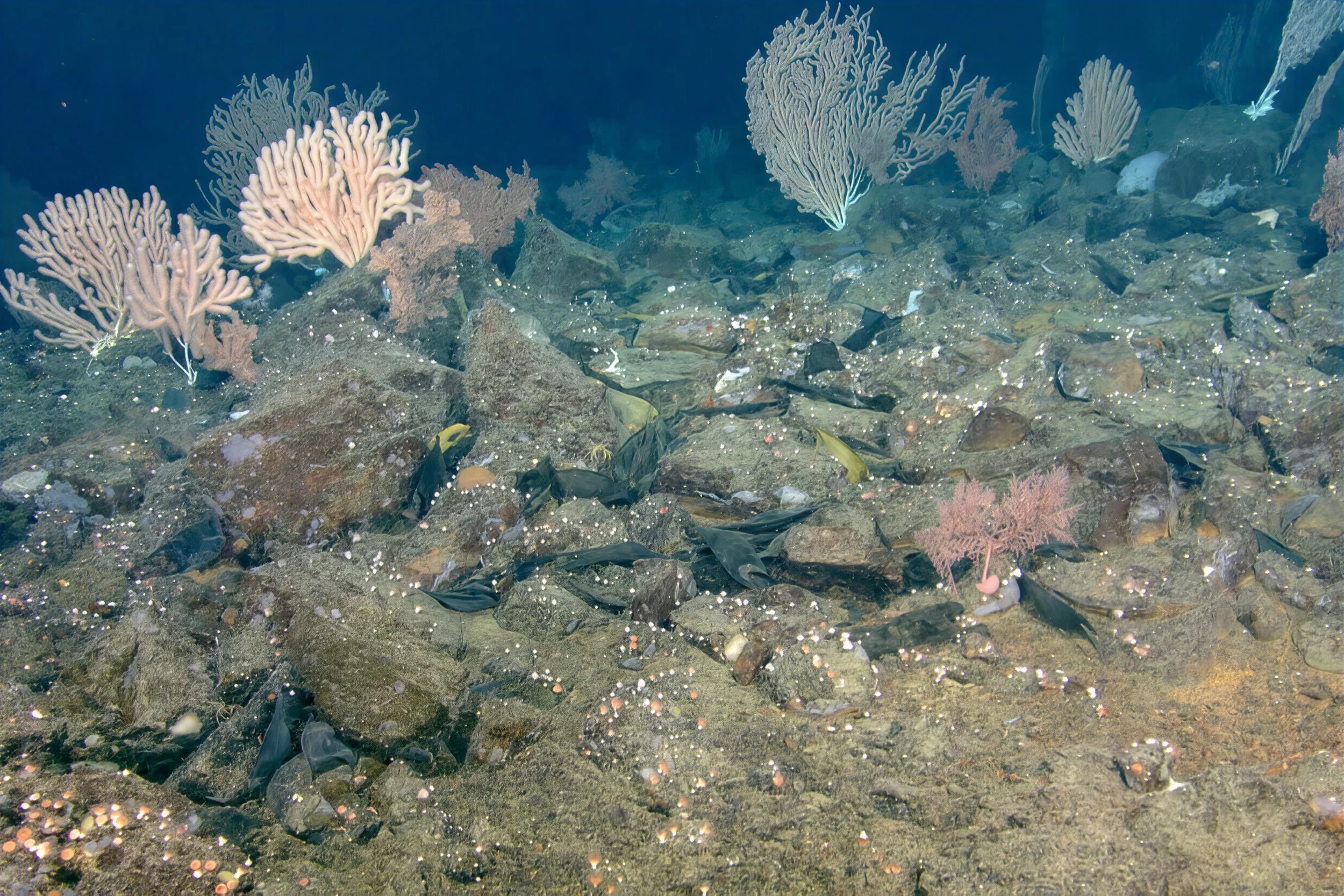 Dense skate eggs ranging from yellow to black are distributed in crevices of fractured basalt.  There's some orange mineral precipitate associated with venting around the rock bases.