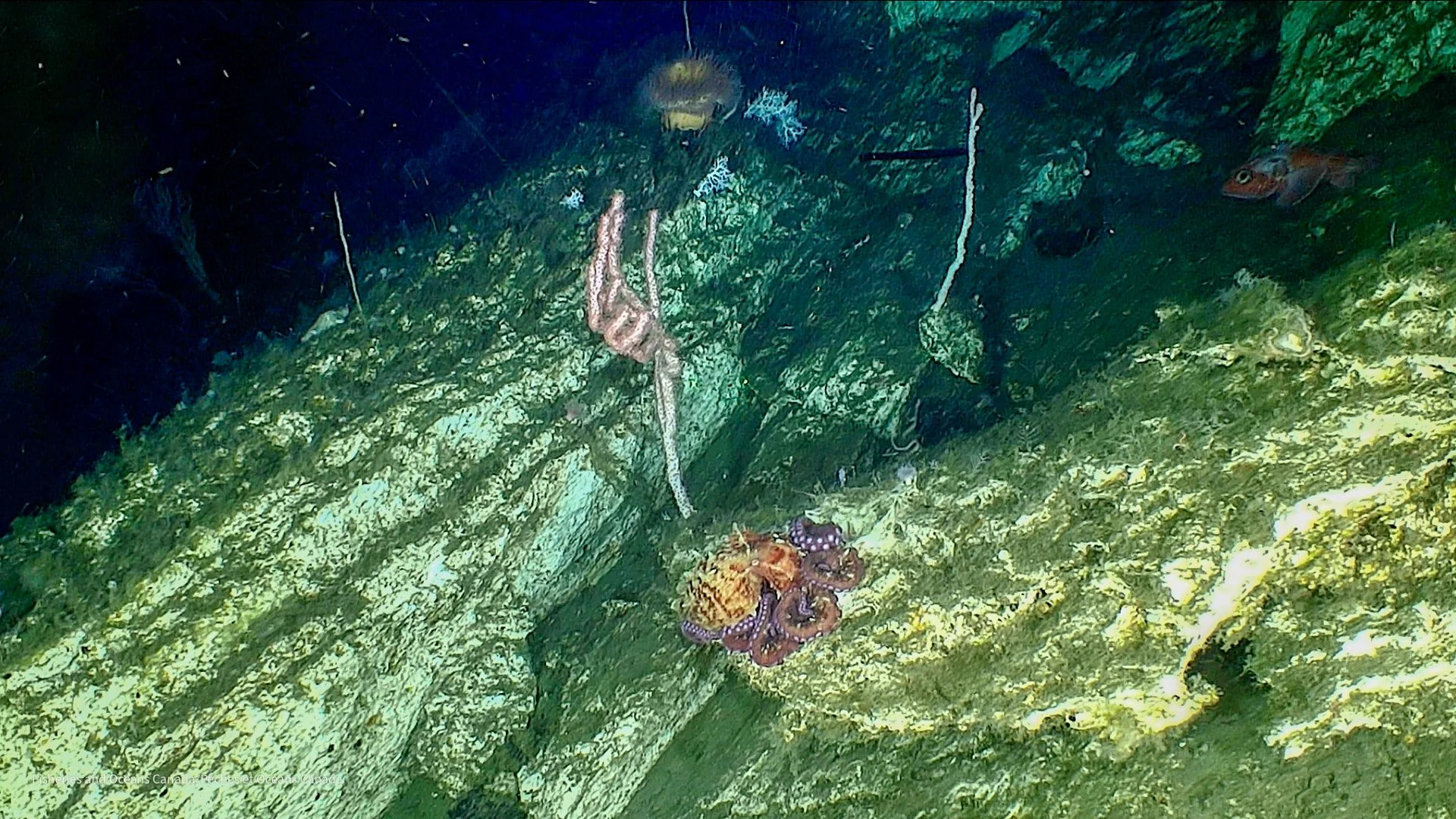 Extensive carbonate slab supporting an incredible diversity of life