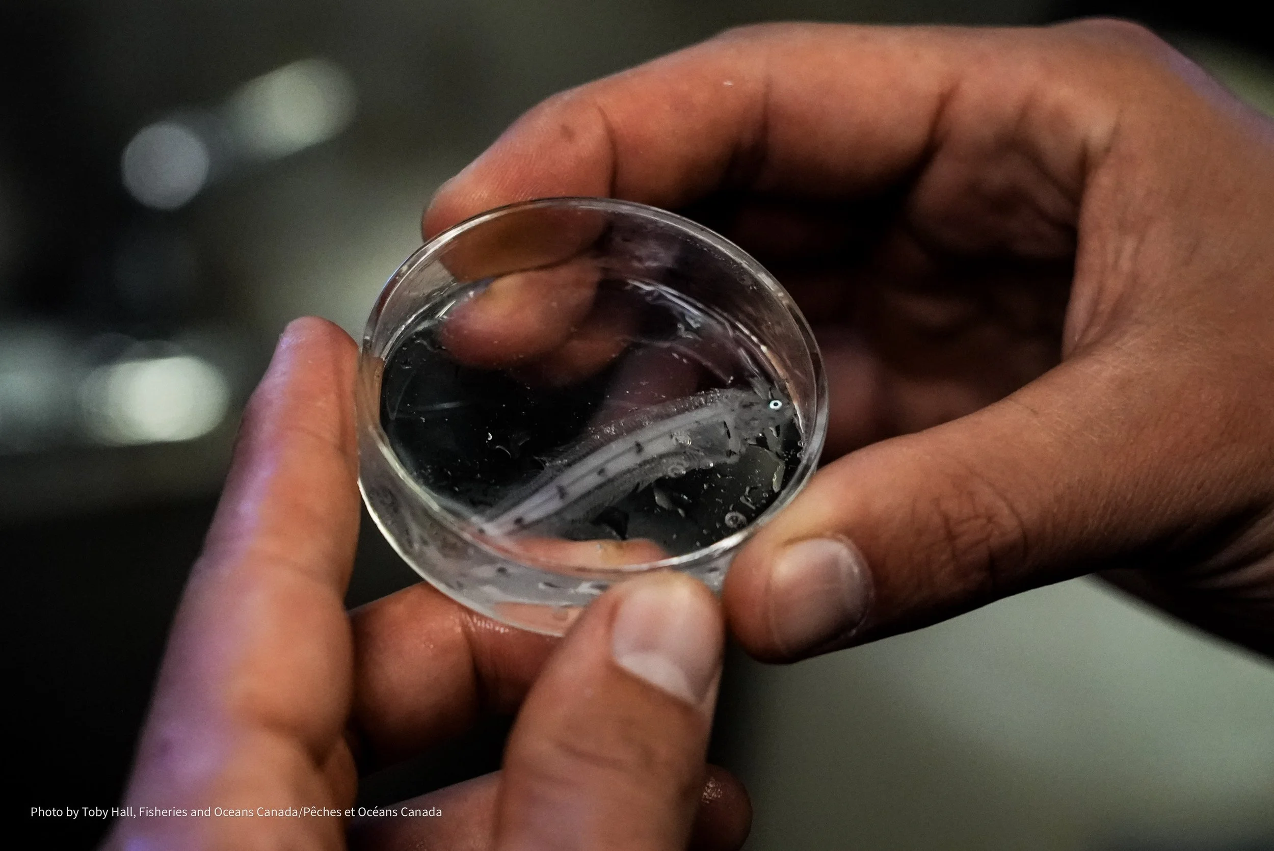 Larval fish collected from Bongo nets