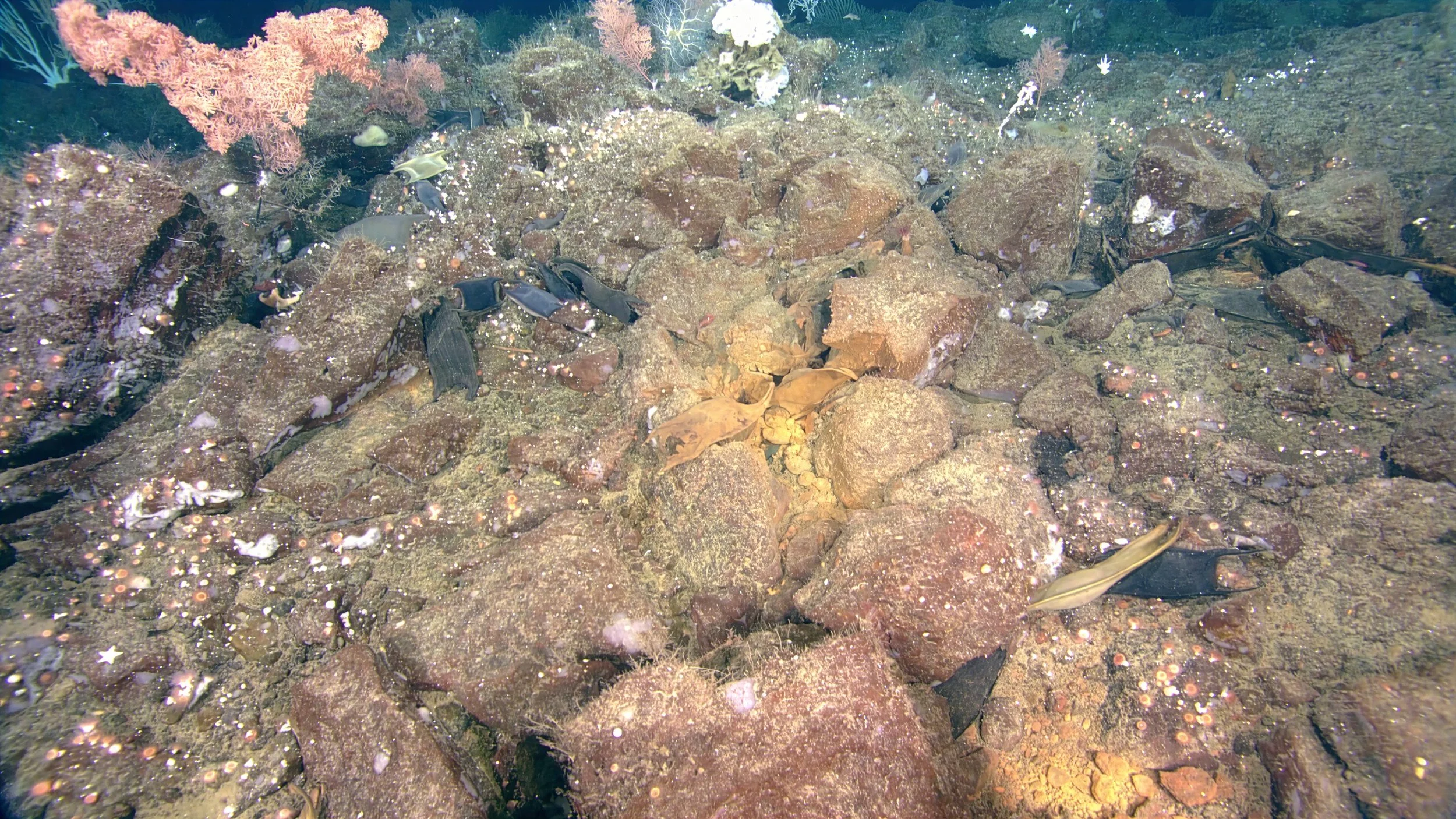 Skate egg cases are visible in crevices with small patches of orange precipitate with exception of Pacific White Skate Egg Cases within a vent orifice coated in orange precipitate.