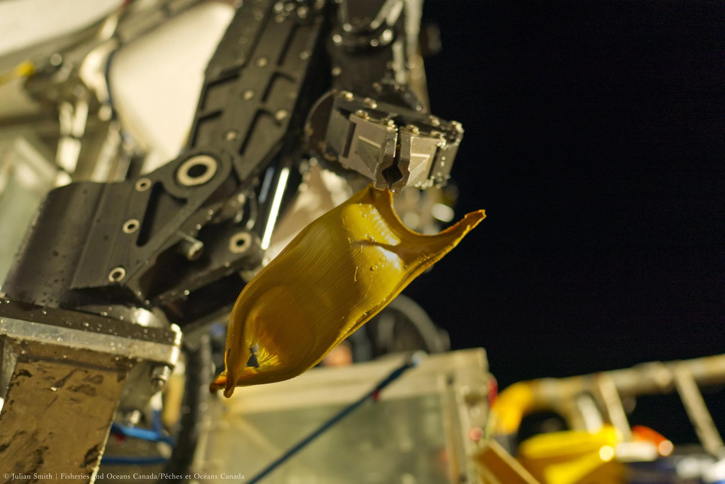 Collecting limited samples of skate eggs allows the science team to better understand the development, timing, and energy investment of these incredible nurseries.