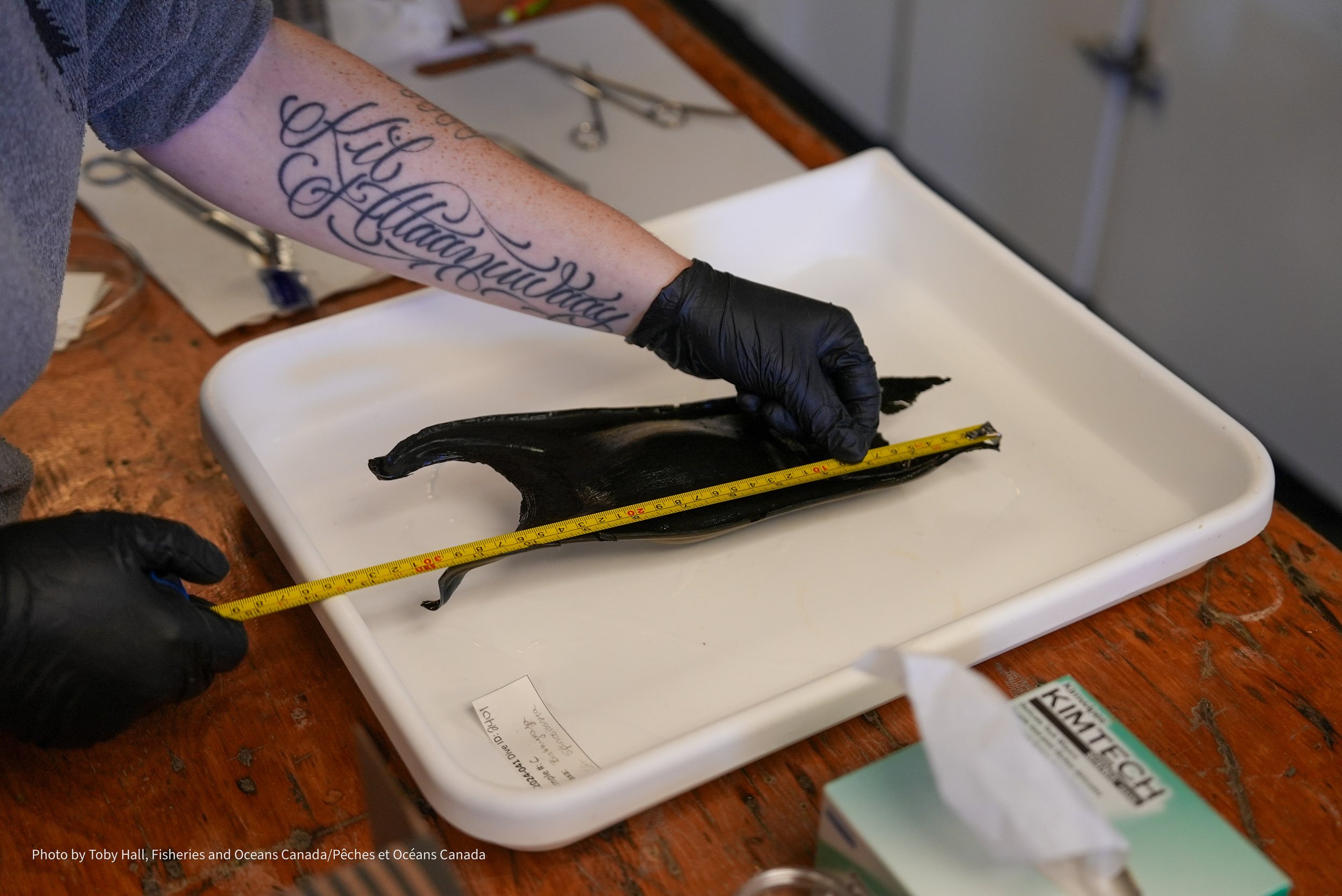 Gloved hands hold a measuring tape along the length of a black Pacific White Skate egg case in the ship based laboratory.