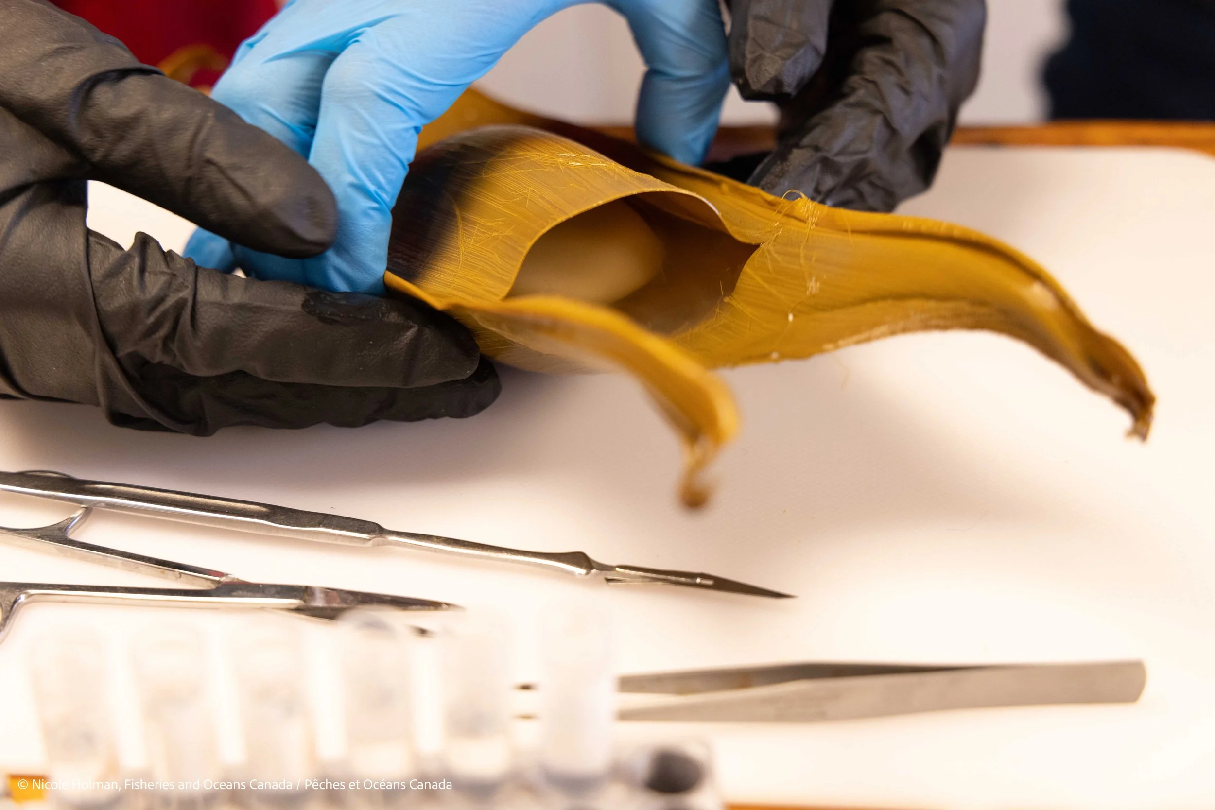 Gloved hands in the laboratory hold a golden Pacific White Skate egg case that has a slit in the outer shell to reveal a round yolk of a developing embryo poking out.