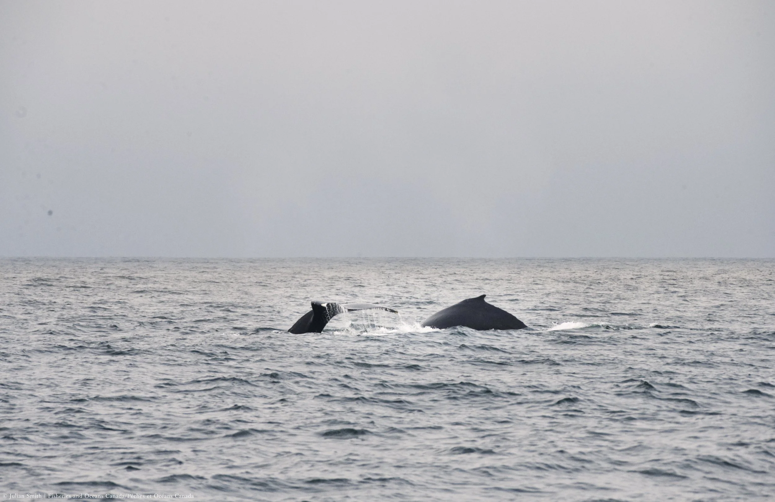 Humpback whales