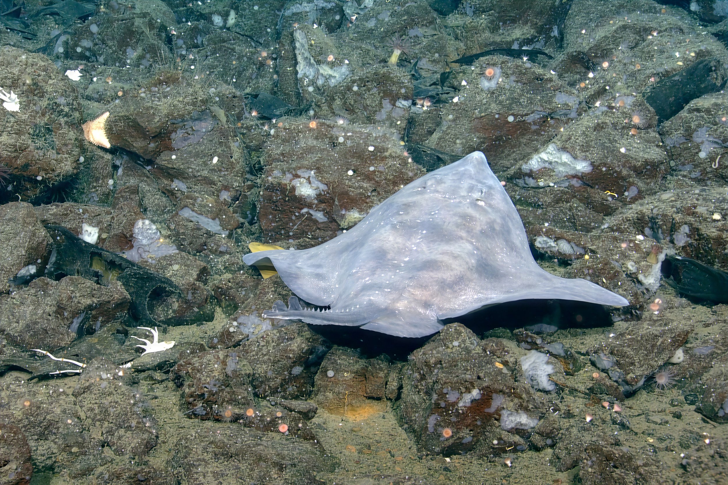 An Arctic Skate female rests on the seafloor of a Ts’íidaa Seamount summit - with her pelvic region directly over a small vent orifice.