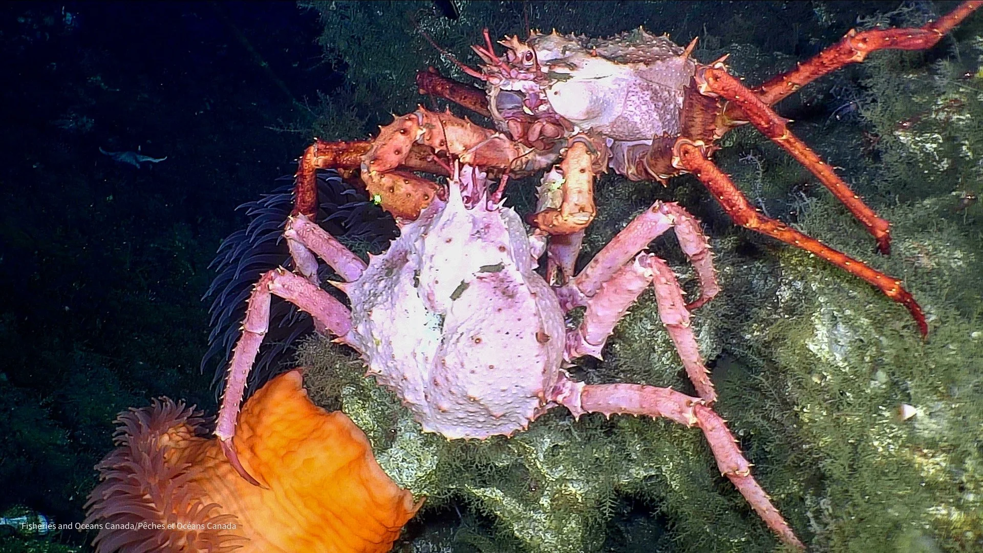Scarlet King Crabs