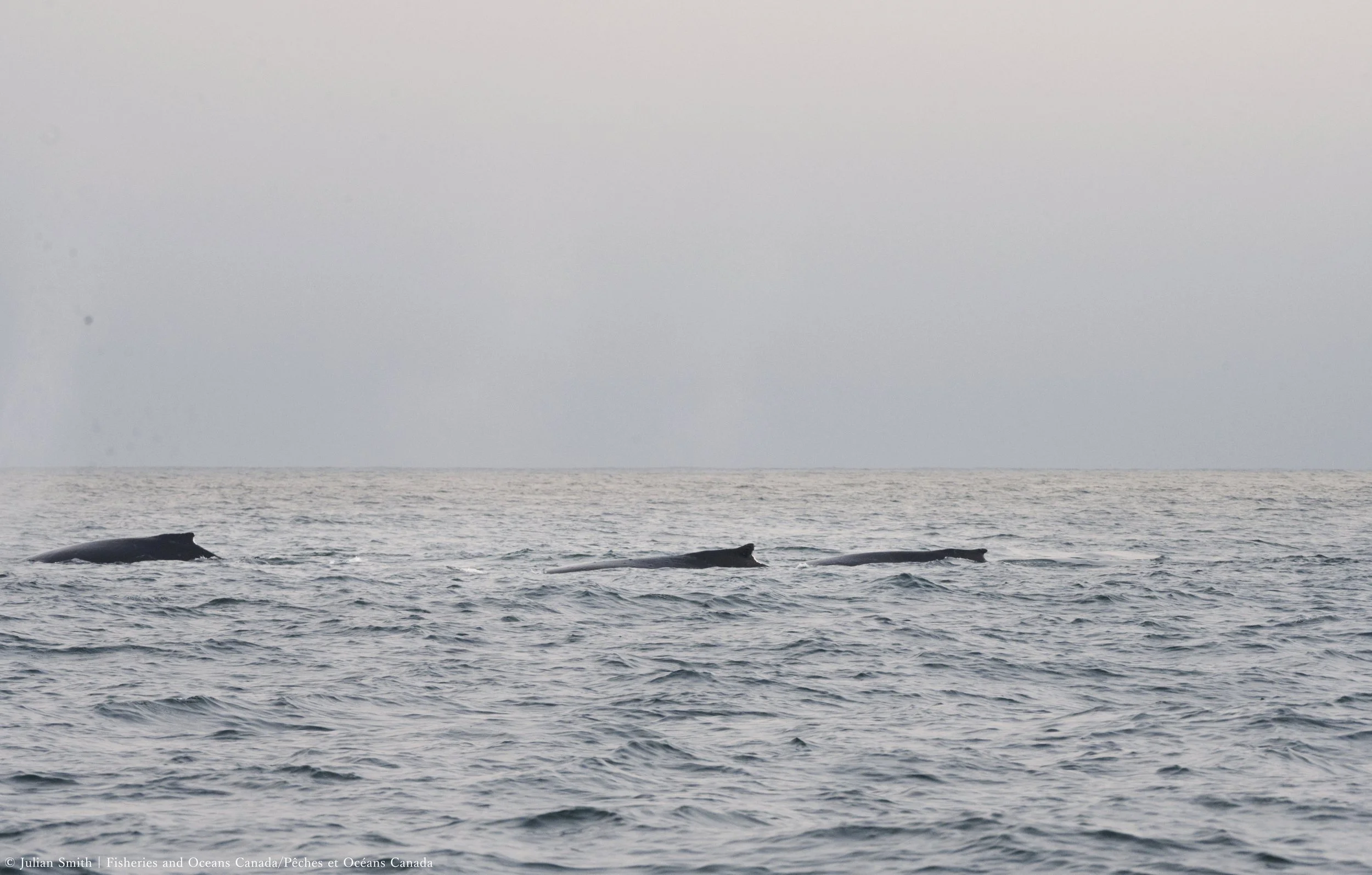 3 Humpback Whales