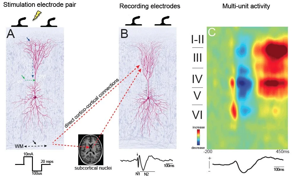 The laminar contribution to the cortical evoked potential (Keller et al., PhilTransB, 2014)