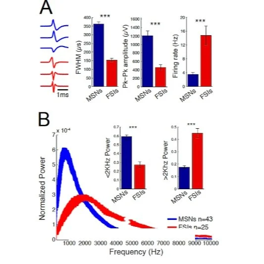 Contribution of neuronal spiking to MUA in the mouse striatum (Keller et al., PLoS One, 2016)