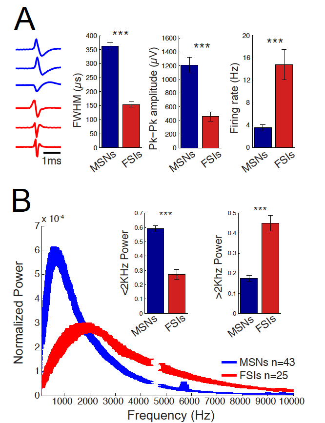 Contribution of neuronal spiking to MUA in the mouse striatum (Keller et al., PLoS One, 2016)