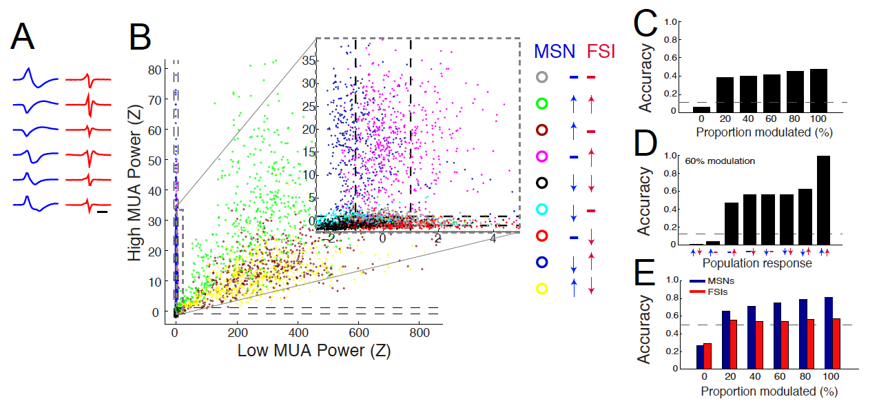 Modeling neuronal firing pattern contributions to multiunit activity (Keller et al., PLoS One, 2016)