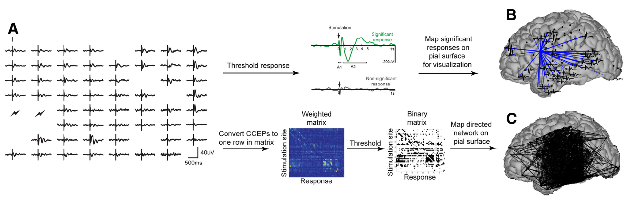 Developing a processing pipeline of cortical evoked potentials (Keller et al., Journal of Neuroscience, 2014)