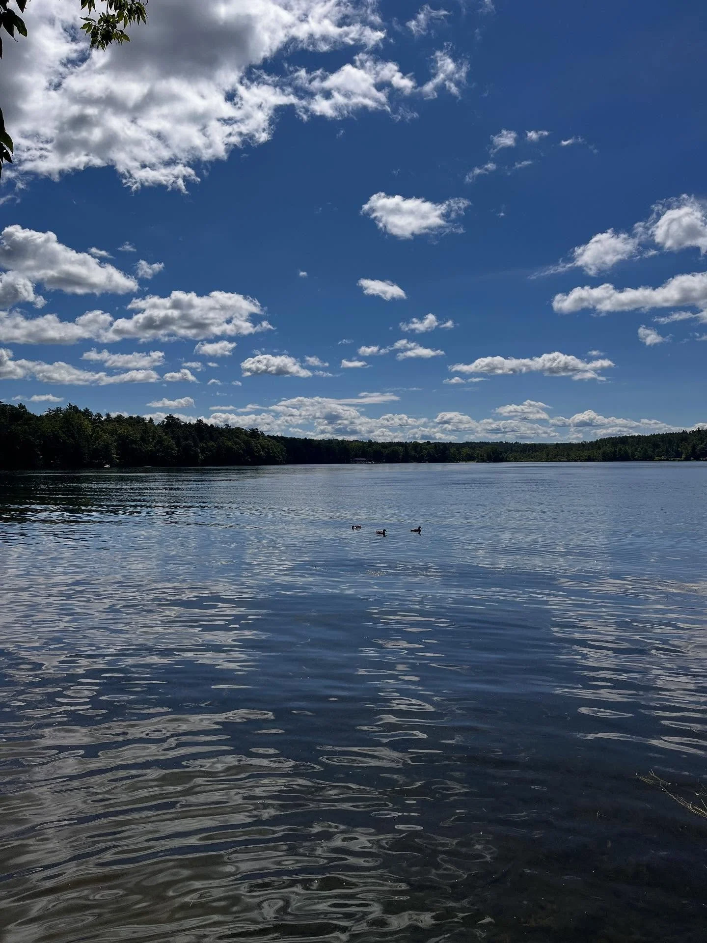 Quick trip to the Berkshires and Catskills! Beautiful stay @kripalucenter and @camptownleeds with lots of time for reading, eating, swimming, yoga, and resting. Loved that the town of Catskill had so many cat statues :) Next time, longer! &hearts;️