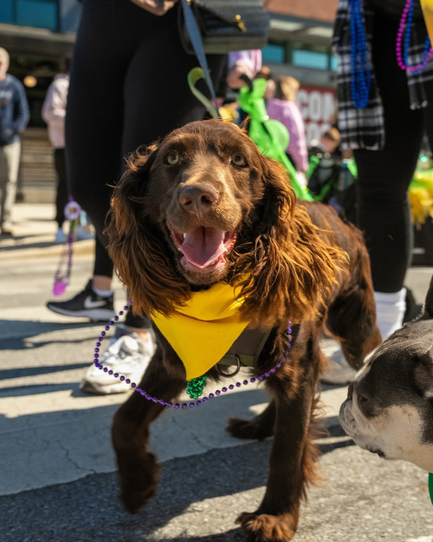 ➡️Registration to walk with your pet in our Mardi Gras Paw Parade opens TOMORROW MORNING, Friday, 2/6!!!⬅️

Stay tuned and get your pups ready 😋 🐶 👑⚜️🎺

More details on the paw parade below!

👇👇👇👇

🐾Mark your calendars for our 4th Annual Mar