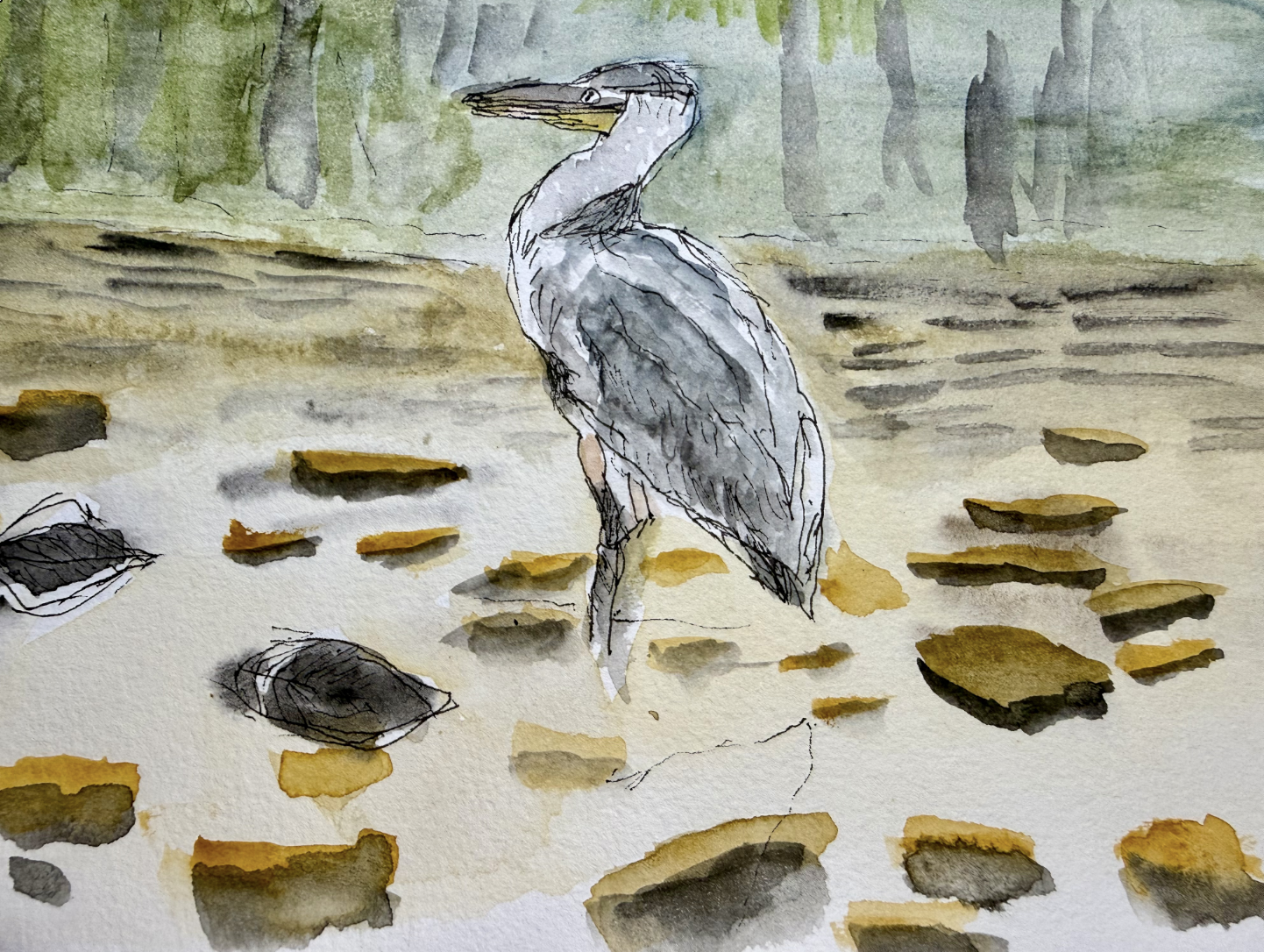 Great Blue Heron, by Jeff Harris