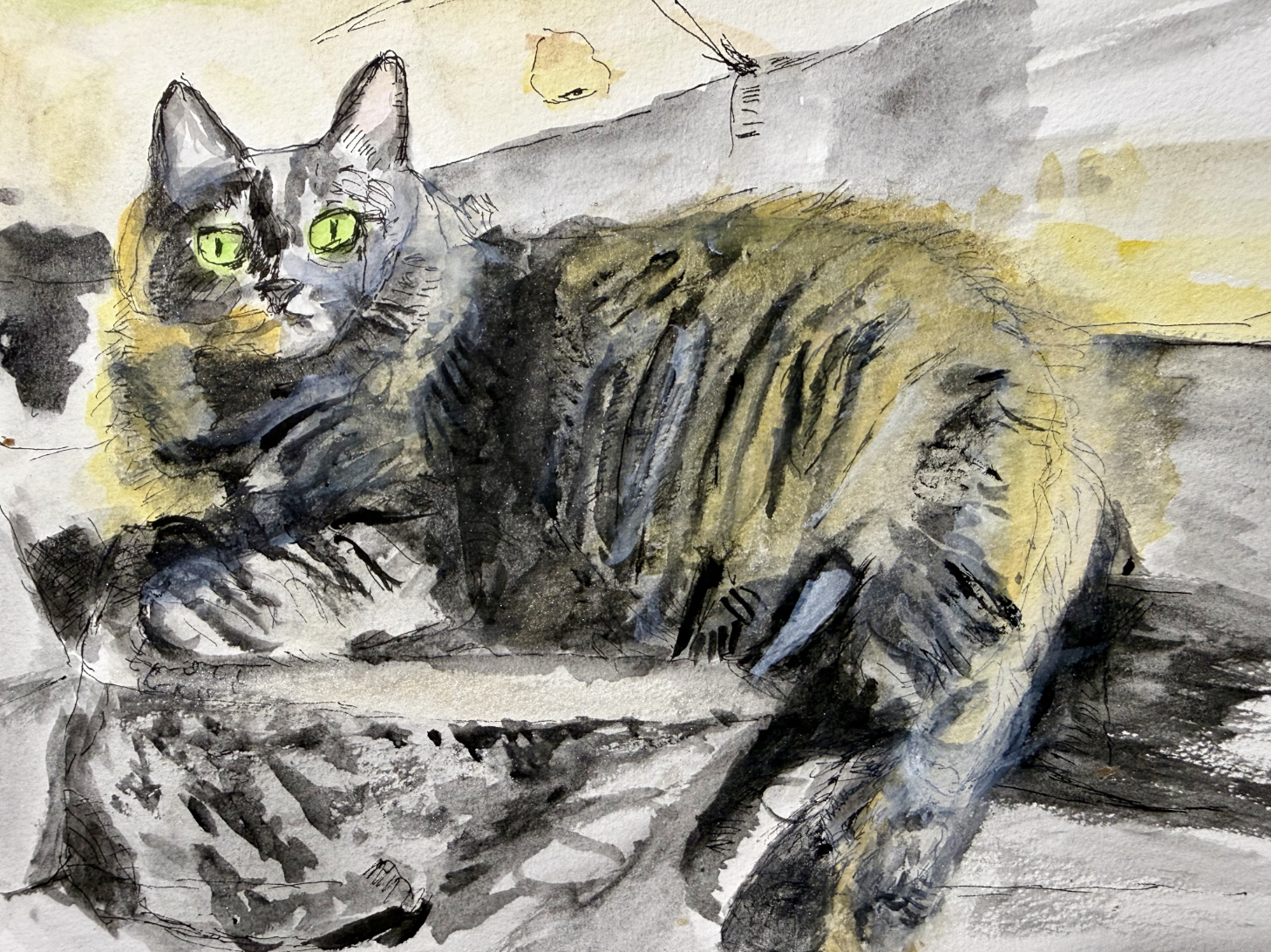 Tortoiseshell Cat, by Jeff Harris