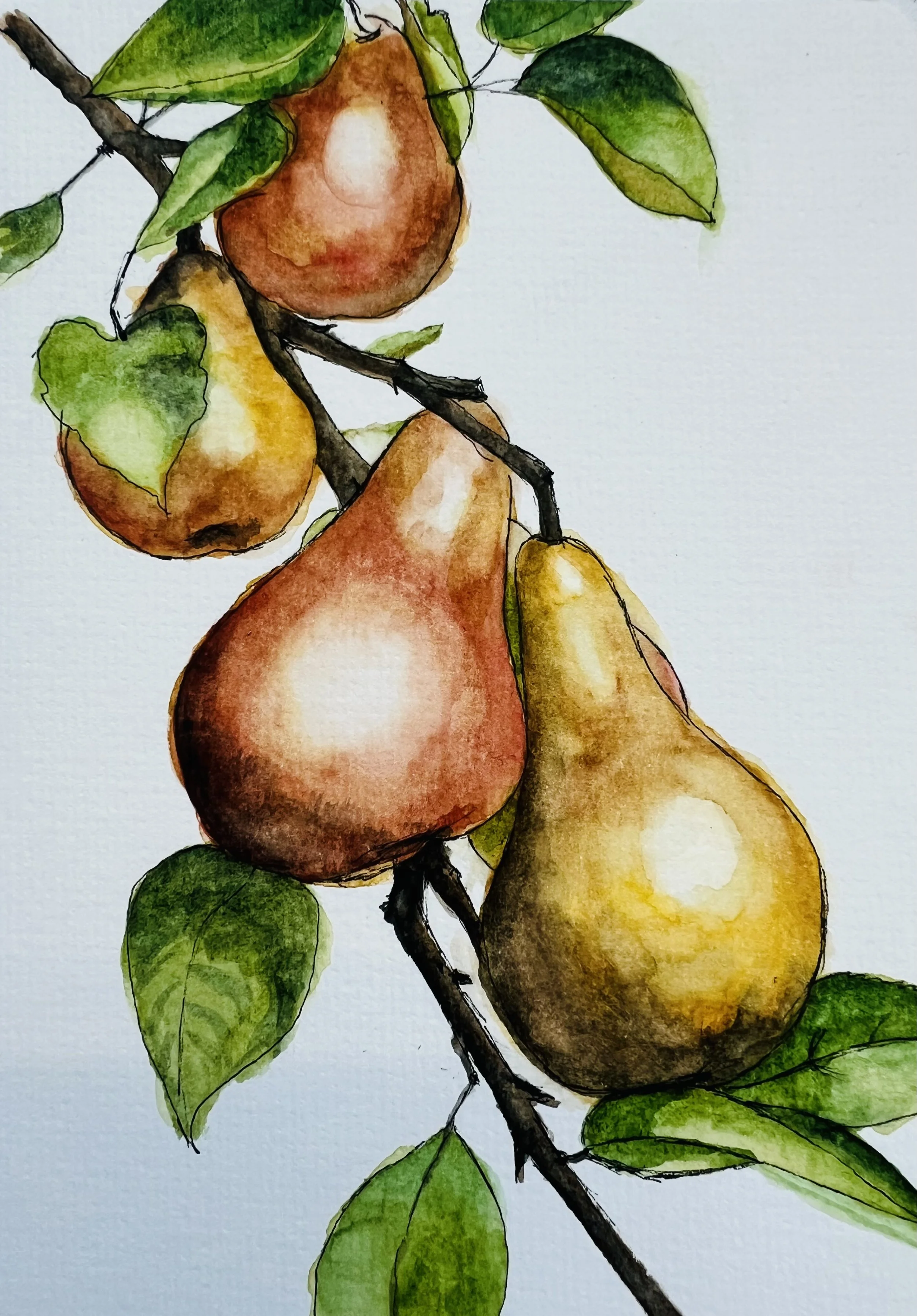 Fall Pears, by Megan Conley