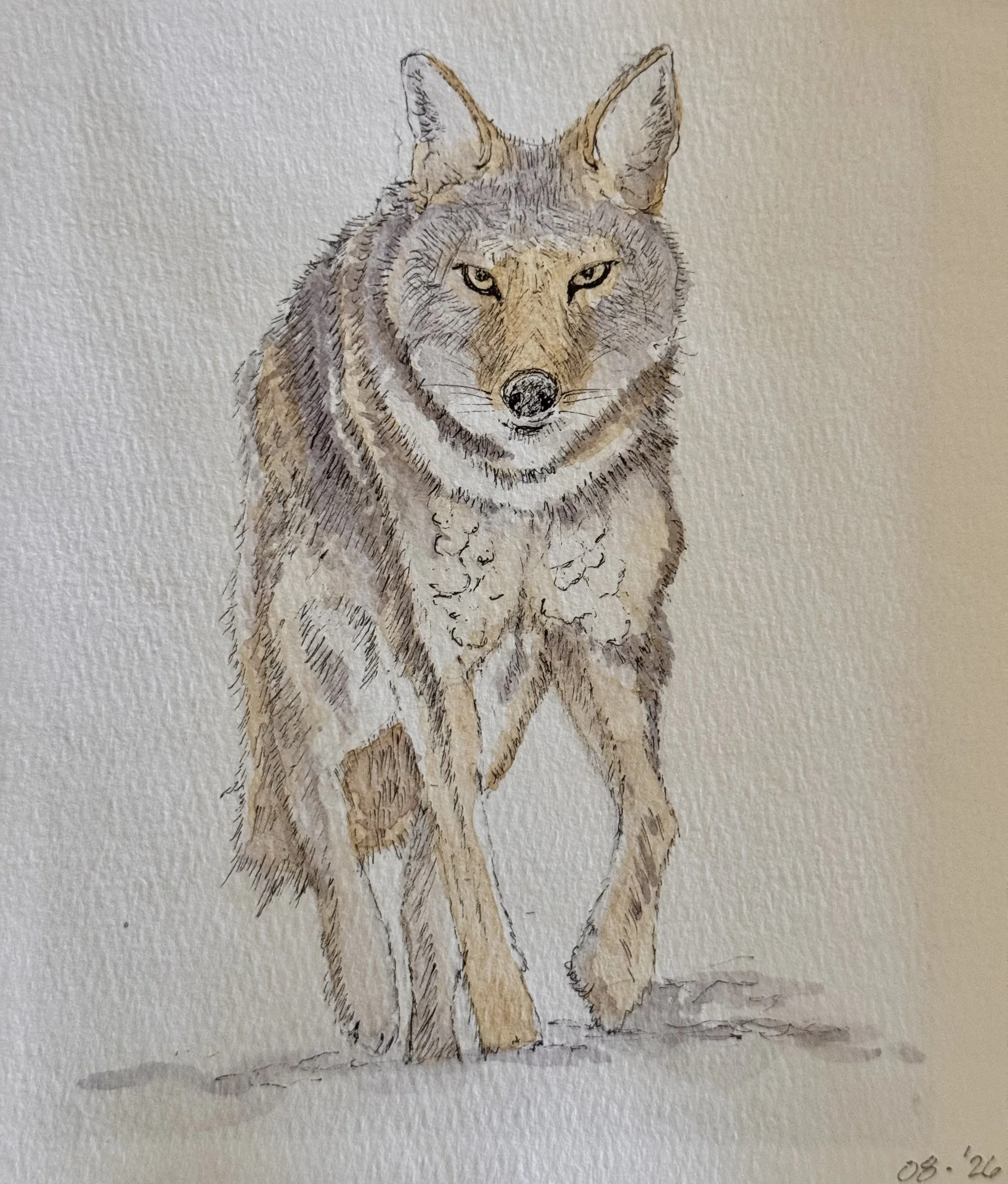 Yellowstone Wolf by Cheryl Lentini