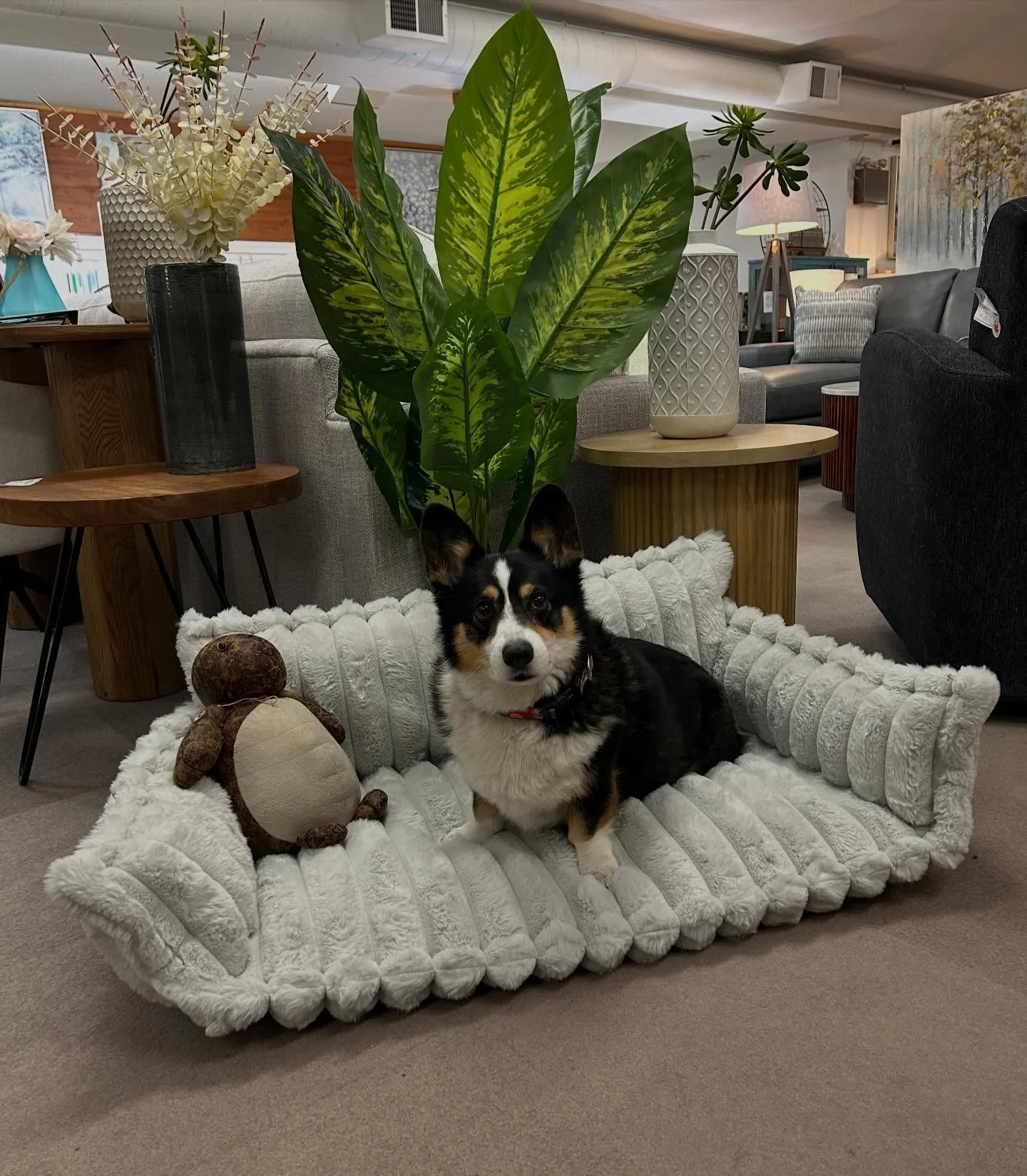 How cute are these cozy &lsquo;Pupp&rsquo; dog beds by @stylussofas 

We have 3 sizes available to fit any loveable pups comfort level!!

Our little furry friend &lsquo;Bunker&rsquo; approves!👌😉
#cozy 
#comfort 
#pup 
#dogbed 
#mansbestfriend