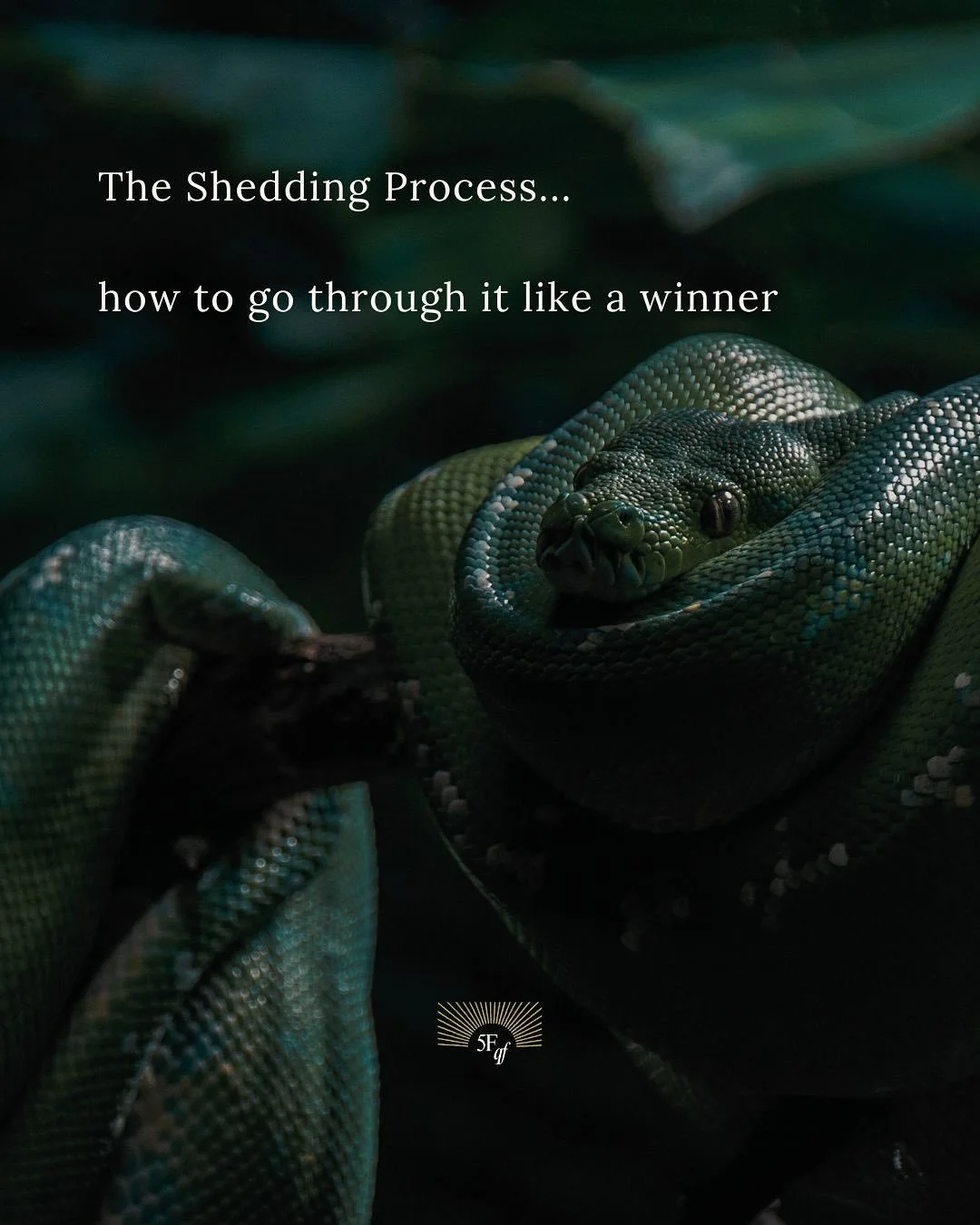 Shedding process &amp; how to go through it like a winner 🏆

Shedding can be scary: even if you knew internally that certain agreements &amp; contracts, written or unwritten, were not 100% aligned - that they held a distorted imprint, were based on 