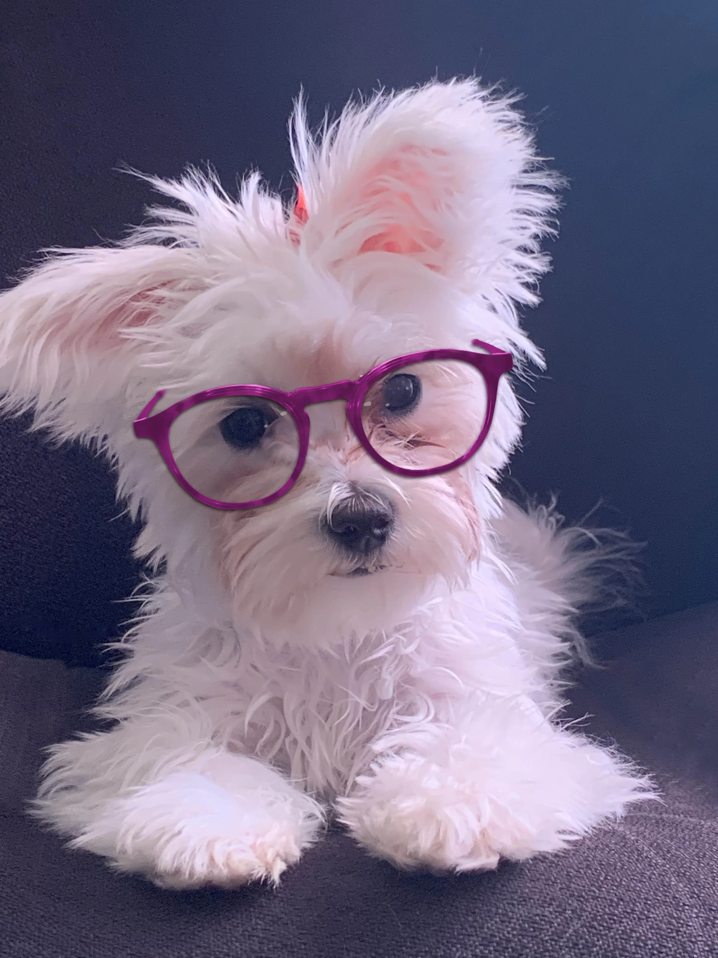 Dogcology.jpg