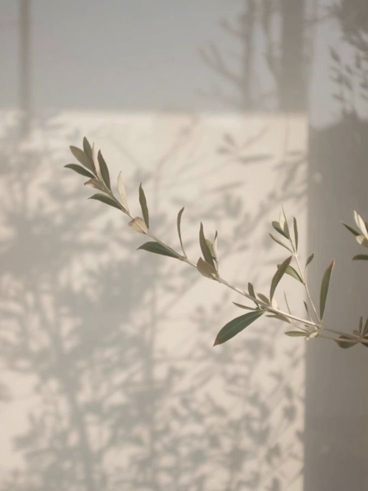 Why Does Tweezing and Waxing Strengthen Hair in Hormonal Areas but Lessen Hair Growth on Other Parts of the Body?