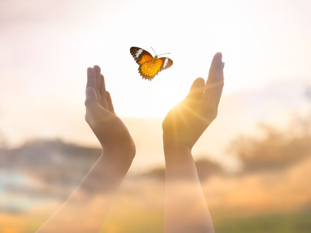 Memorial Butterfly Release Package