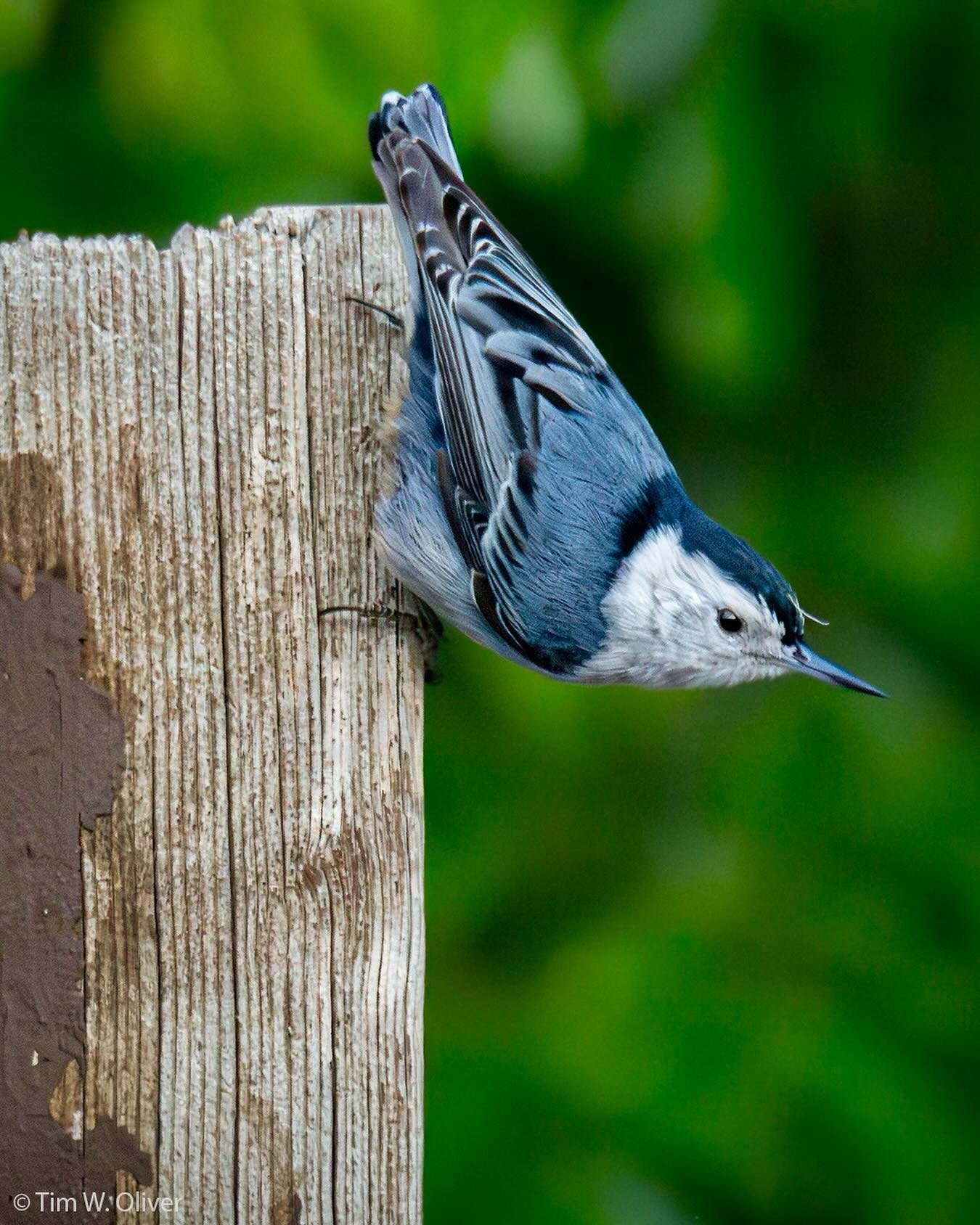 The white-breasted nuthatch is a wonderful little bird that is so interesting to watch.  They move along trees and fences in all directions usually perching upside-down.  If they didn&rsquo;t have feathers I&rsquo;d swear these were lizards or spider