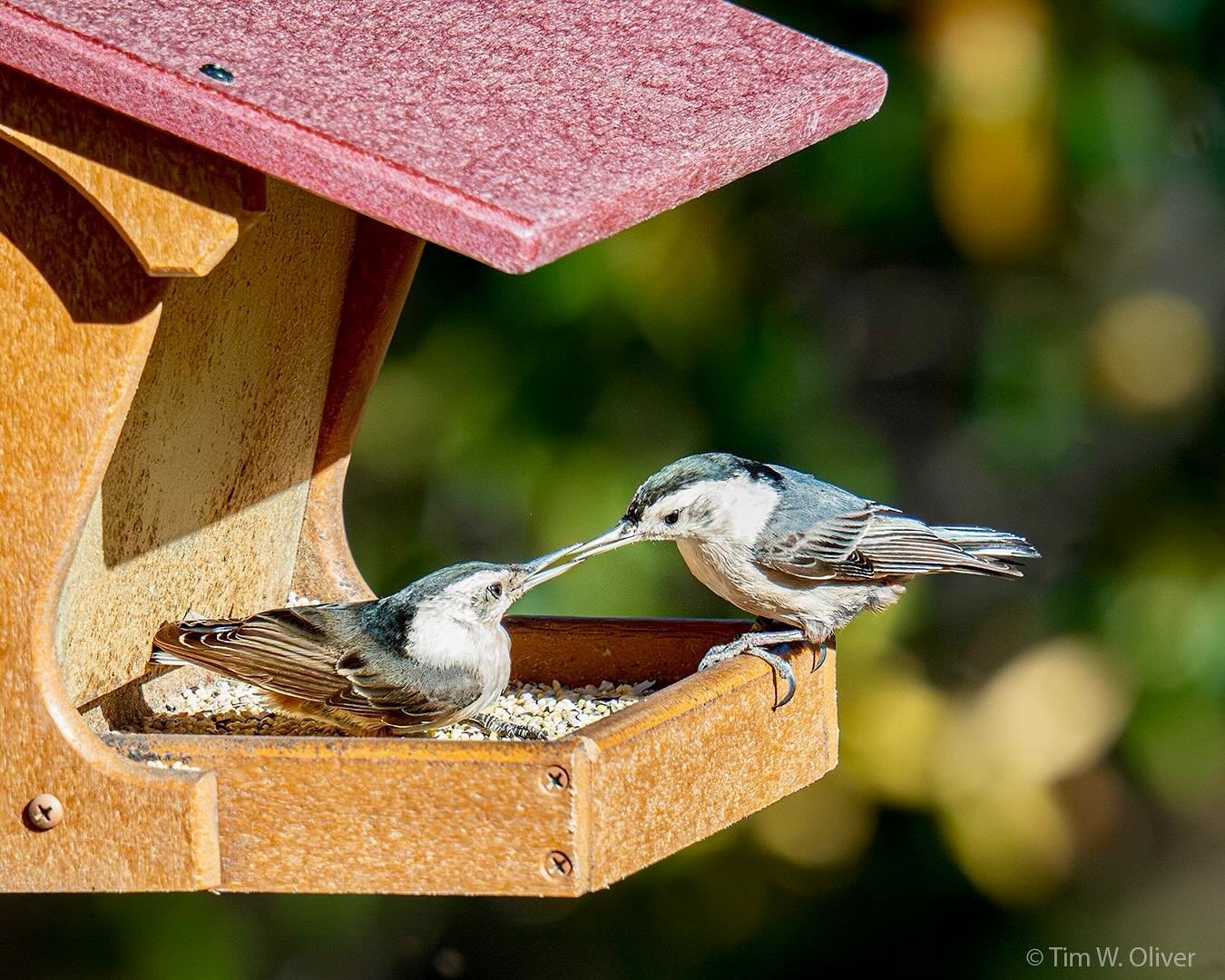 A shared meal at the feeder between white-breasted nuthatches. Captured using the OM-1 Mark II with M.Zuiko 150-600mm f5-6.3 IS lens @ 600mm (1200mm full-frame equivalent) using a monopod.
.
@omsystem.cameras
.
#nuthatch #nuthatches #nuthatchesofinst