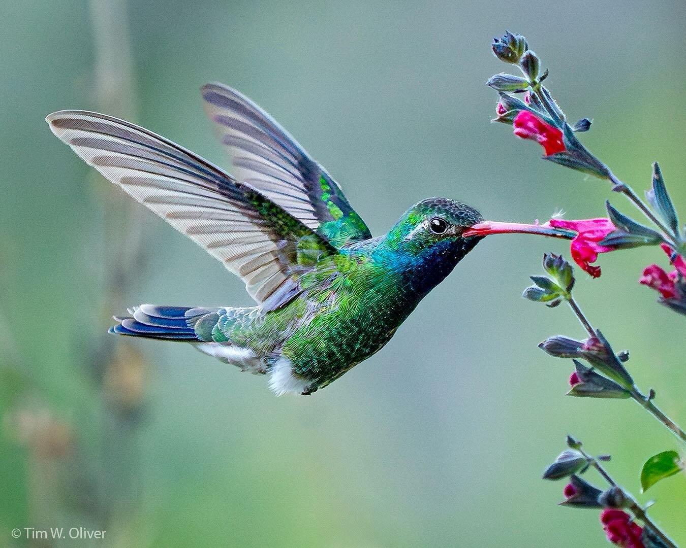 Broad-billed hummingbird feeding on sage flowers.  Captured with the OM System OM-1 and Olympus M.Zuiko ED 40-150mm f2.8 PRO lens with MC-14 teleconverter @ 150mm (full-frame equivalent = 300mm).
.
@omsystem.cameras
.
#hummingbird #hummingbirds #humm