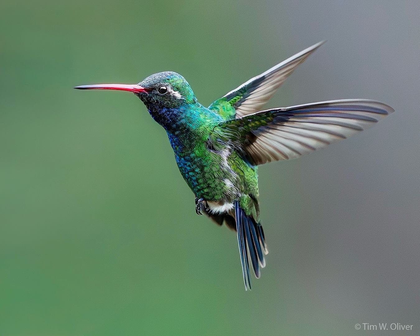 Broad-billed hummingbird hovering.  Captured with the OM System OM-1 Mark II and Olympus M.Zuiko ED 40-150mm f2.8 PRO lens @ 150mm (full-frame equivalent = 300mm).
.
@omsystem.cameras
.
#hummingbird #hummingbirds #hummingbirdsofinstagram #wildlifepho