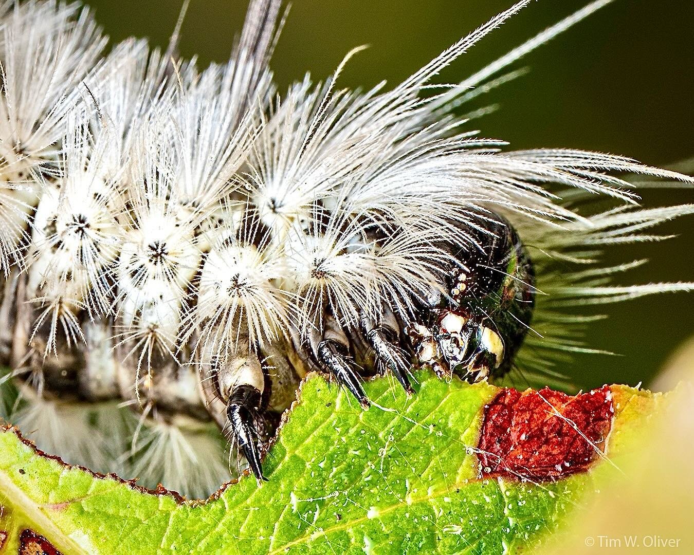 Hickory Tussock Moth Caterpillar feeding on a brisk Maine morning. Image created using the OM-1 Mark II with M.Zuiko ED 90mm f3.5 Macro IS PRO lens, Godox V860III flash and AK Diffuser. 1/100 sec., f10, ISO 200
.
@omsystem.cameras
@omsystemretreats
.