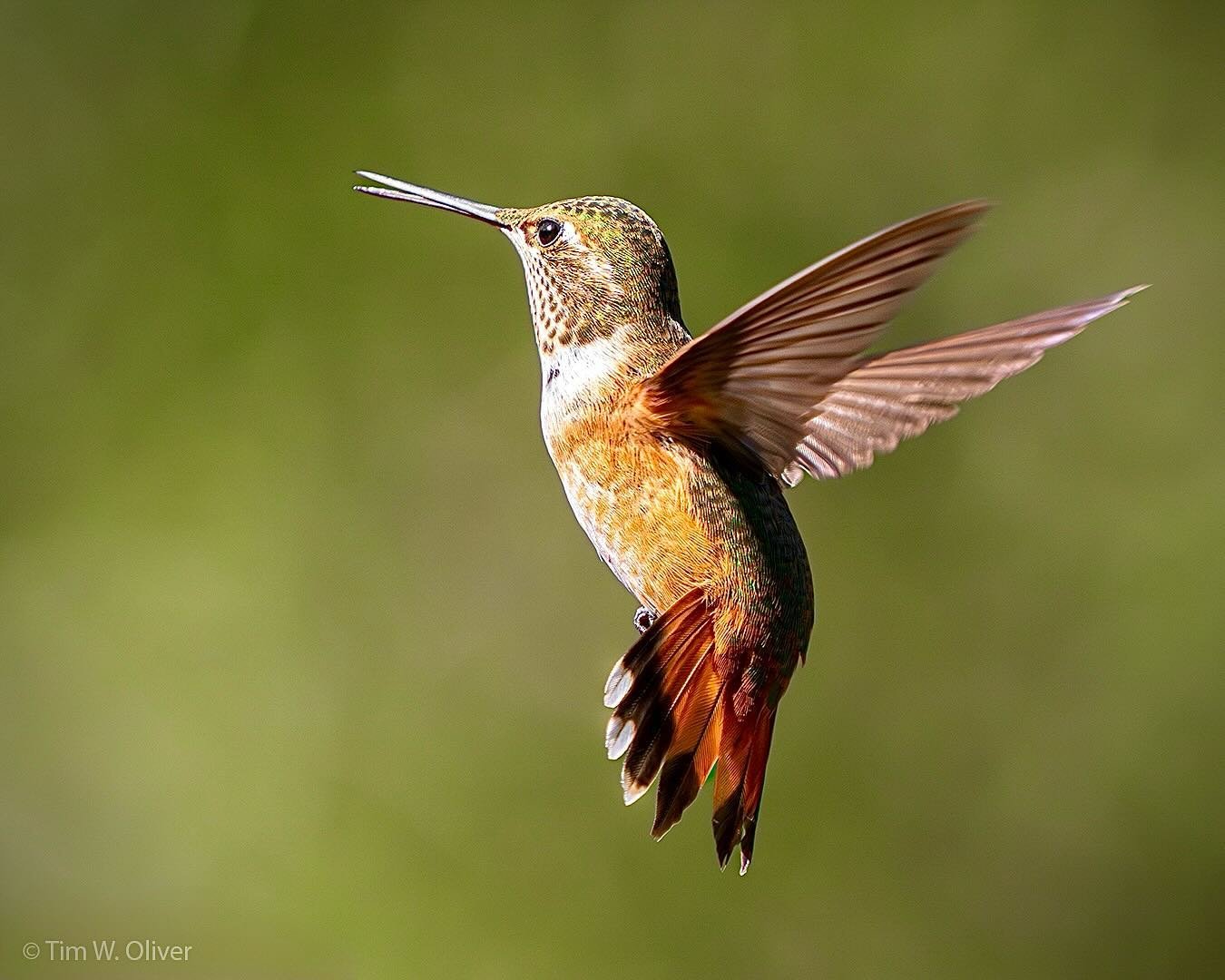 Rufous Hummingbird.  Madera Canyon, Arizona.  Image created using the OM-1 Mark II and M.Zuiko 40-150mm f2.8 + MC-20 Teleconverter @ 300mm (full-frame equivalent = 600mm). 1/3200 sec., f5.6, ISO 1600
.
@omsystem.cameras