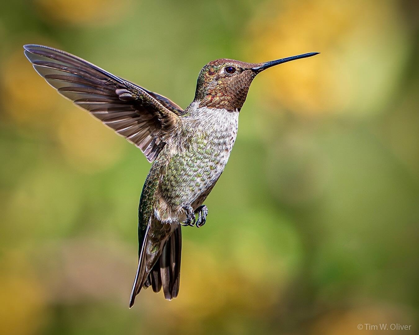 Anna&rsquo;s Hummingbird.  Image created using the OM-1 Mark II and M.Zuiko 40-150mm f2.8 + MC-20 Teleconverter @ 300 (full-frame equivalent = 600mm). 1/3200 sec., f5.6, ISO 1600
.
@omsystem.cameras