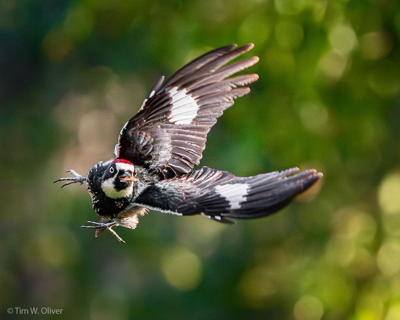 Acorn Woodpecker in flight with seed.  Image created using the OM-1 Mark II and M.Zuiko 40-150mm f2.8 + MC-20 Teleconverter @ 300mm (full-frame equivalent = 600mm). 
.
@omsystem.cameras
.
#wildlifephotographer #birdphotography #birdsofinstagram #bird