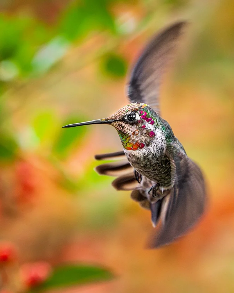 hummingbirdrollingwings-45-preview-2.jpg