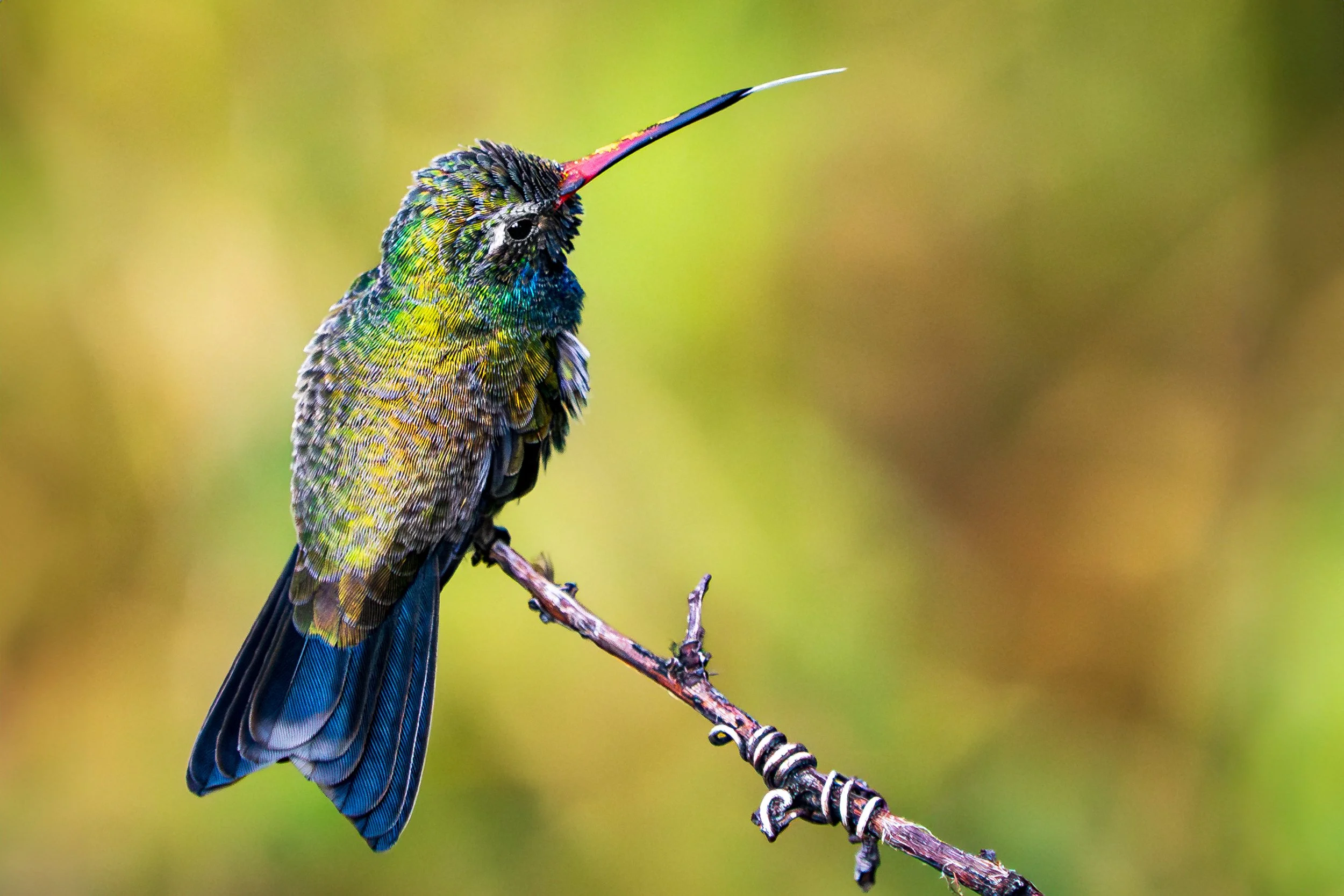 broadbilledhummingbirdtonguebranch-46-full.jpg