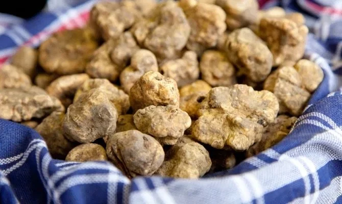 Tartufo Bianco d’Alba: The White Gold of Piedmont